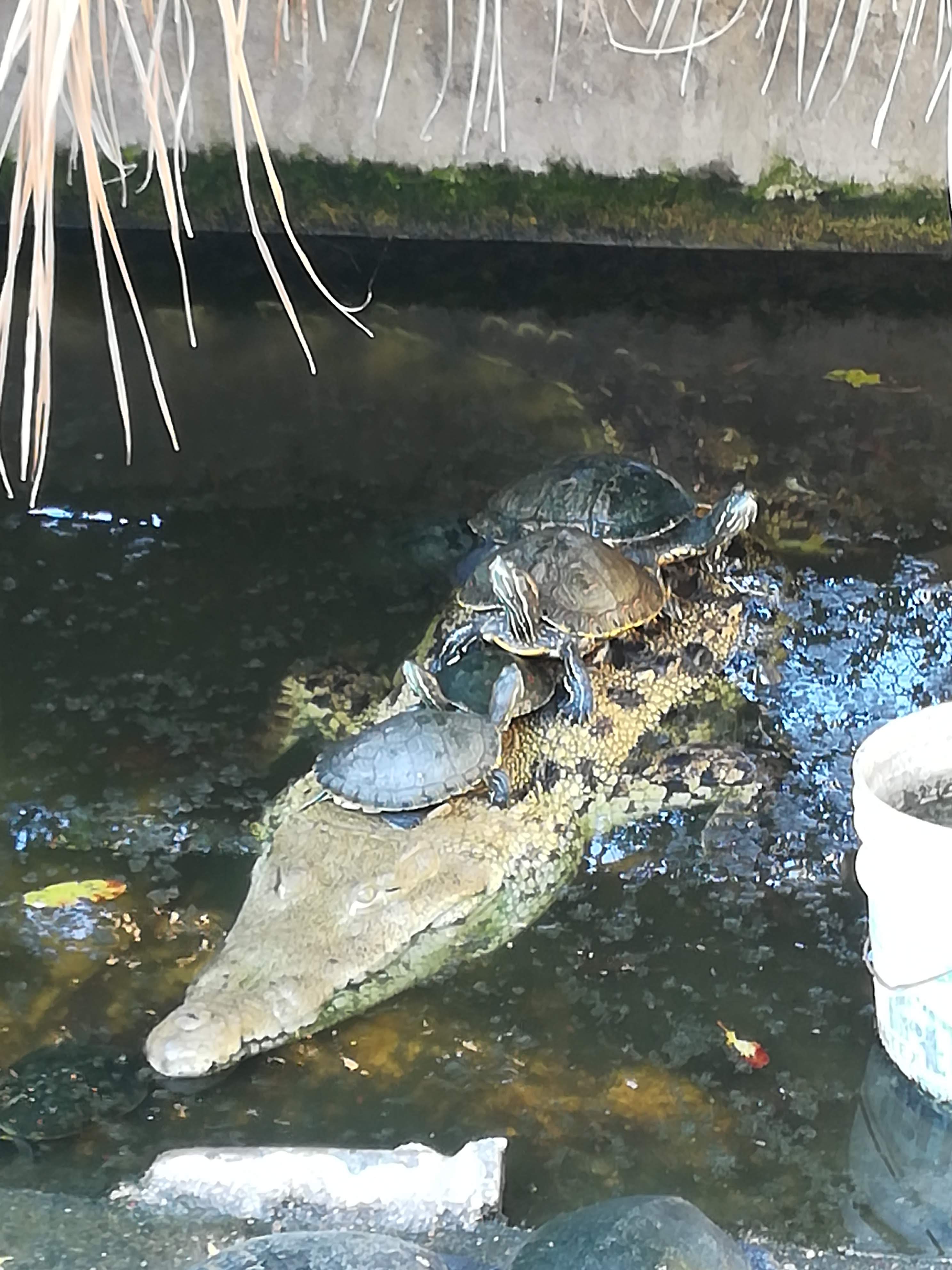 Restaurante Esmeralda image 8