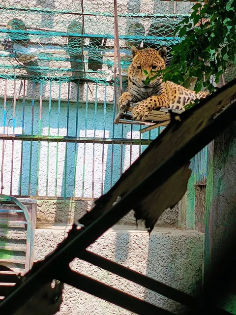 Jungla Real image 3