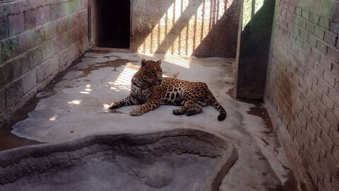 Jungla Real image 4