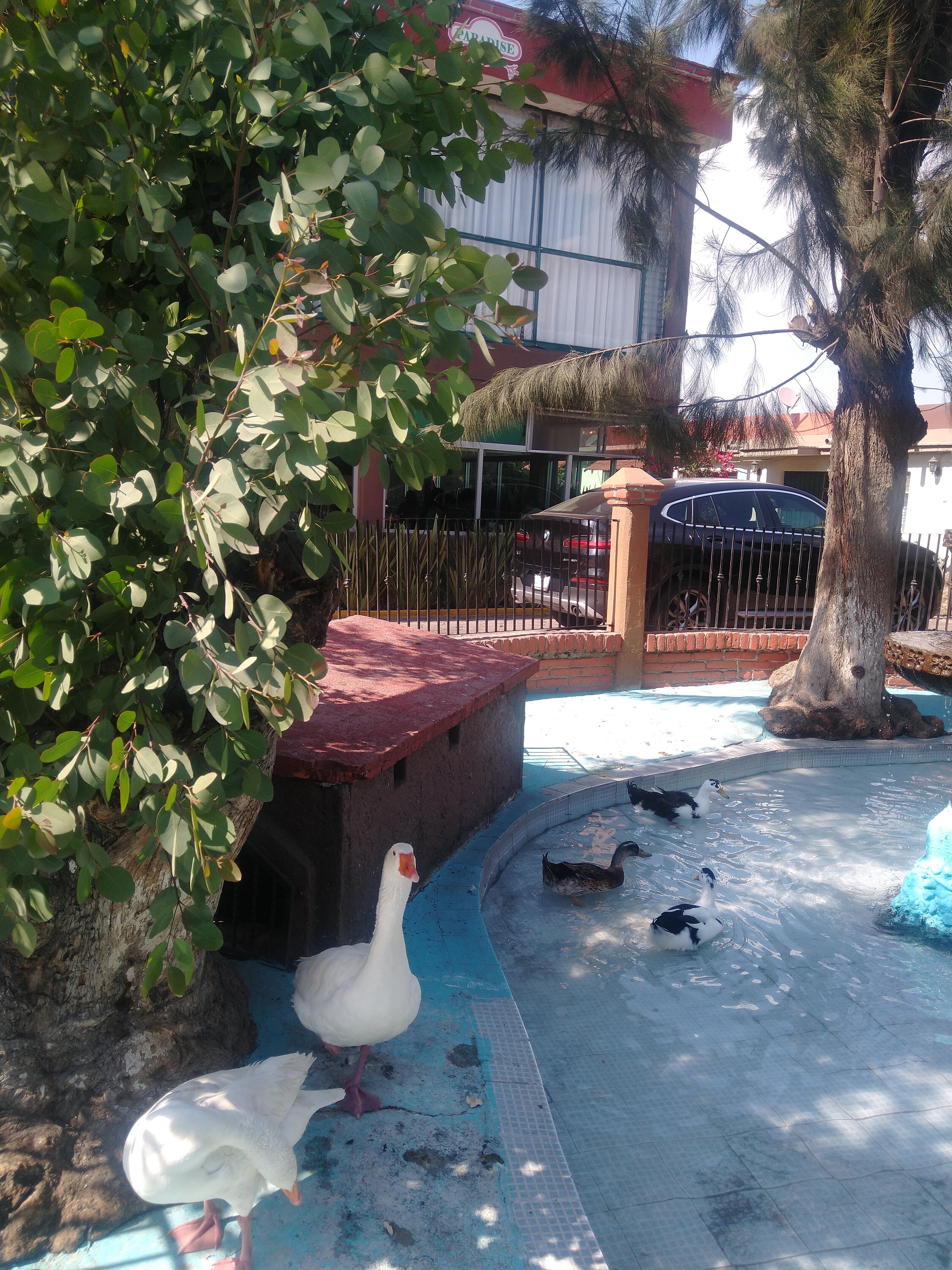 Restaurante Paradise image 9