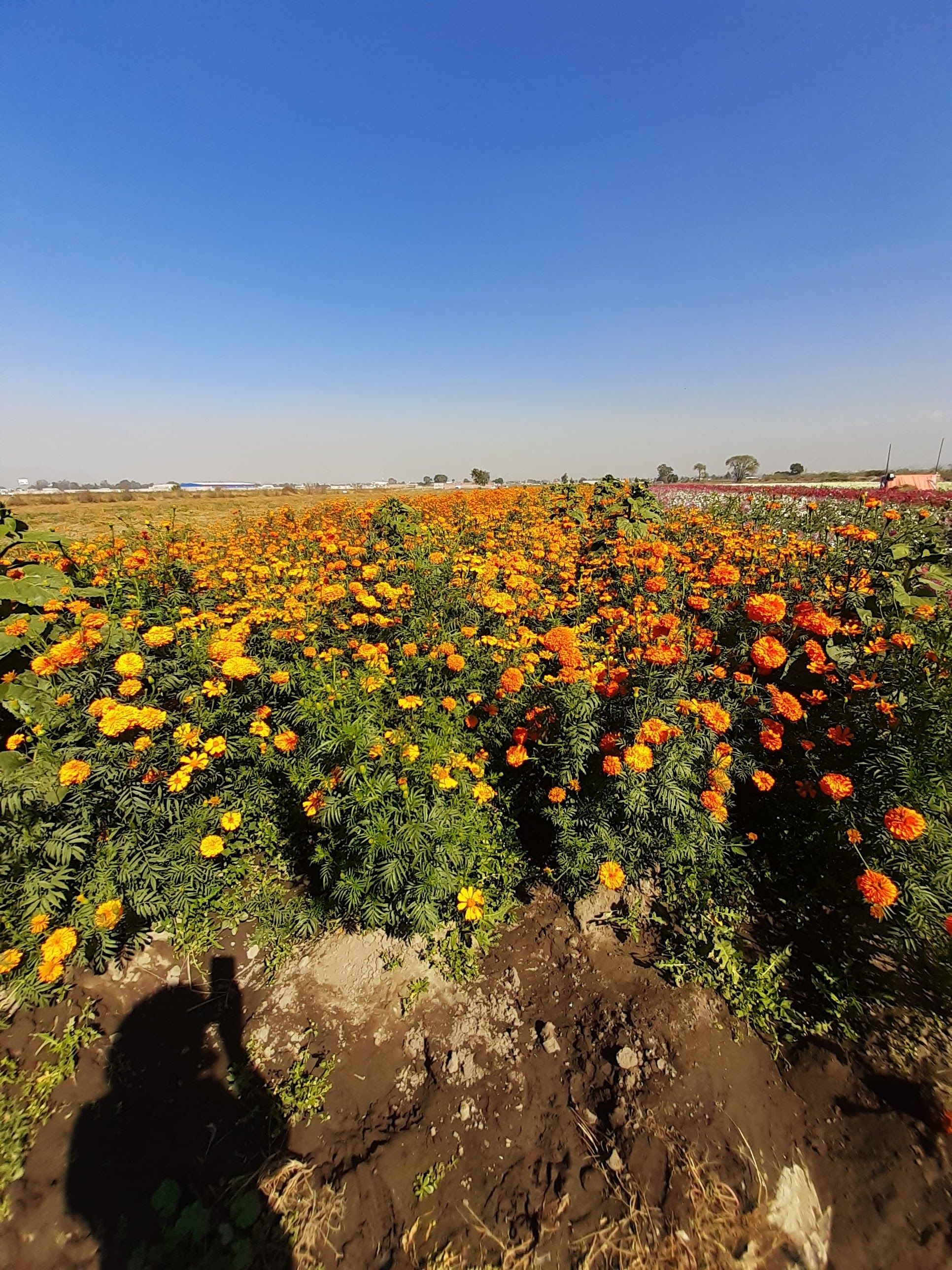 Restaurante Ahome image 7