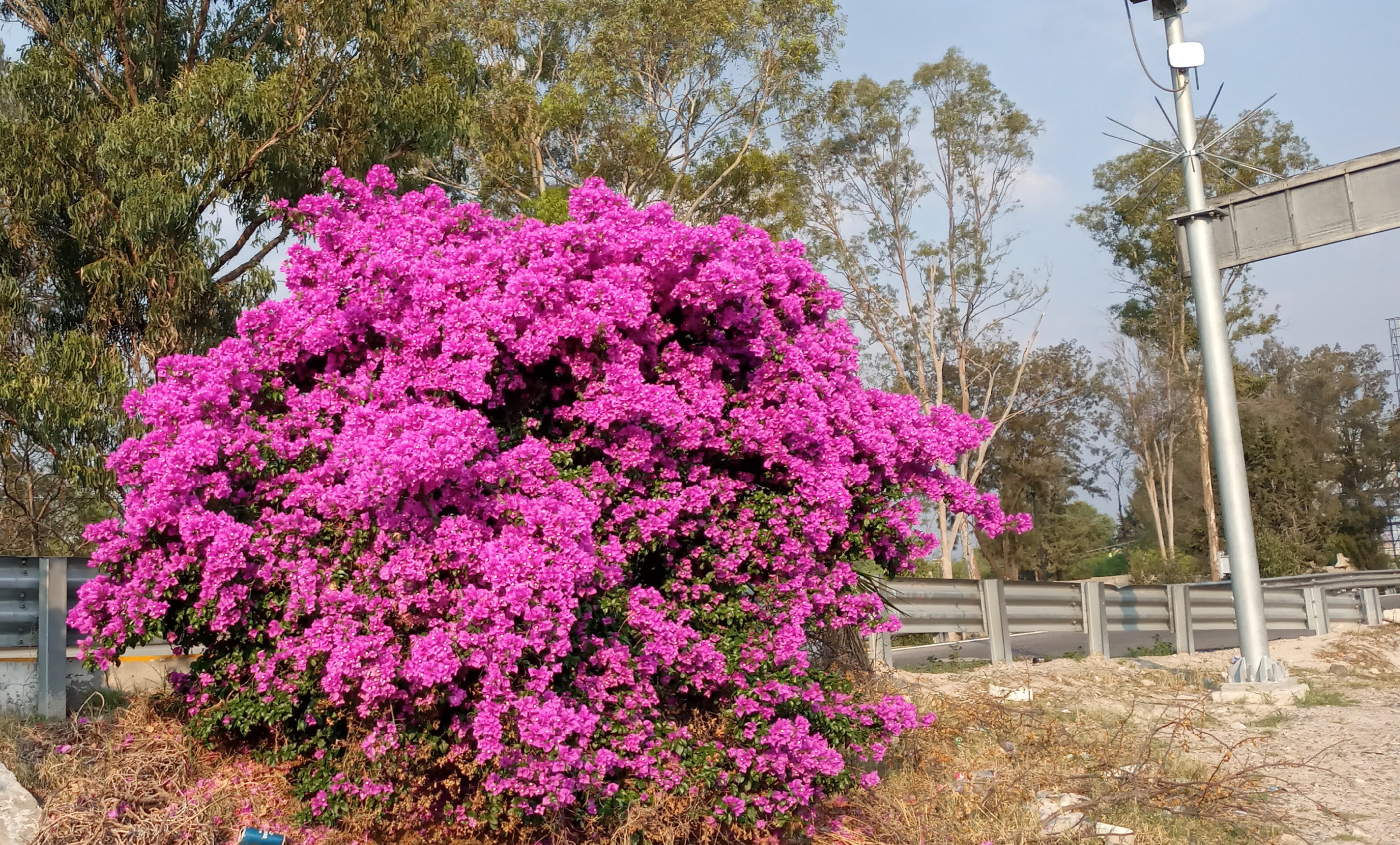 Restaurante Rosamorada image 10