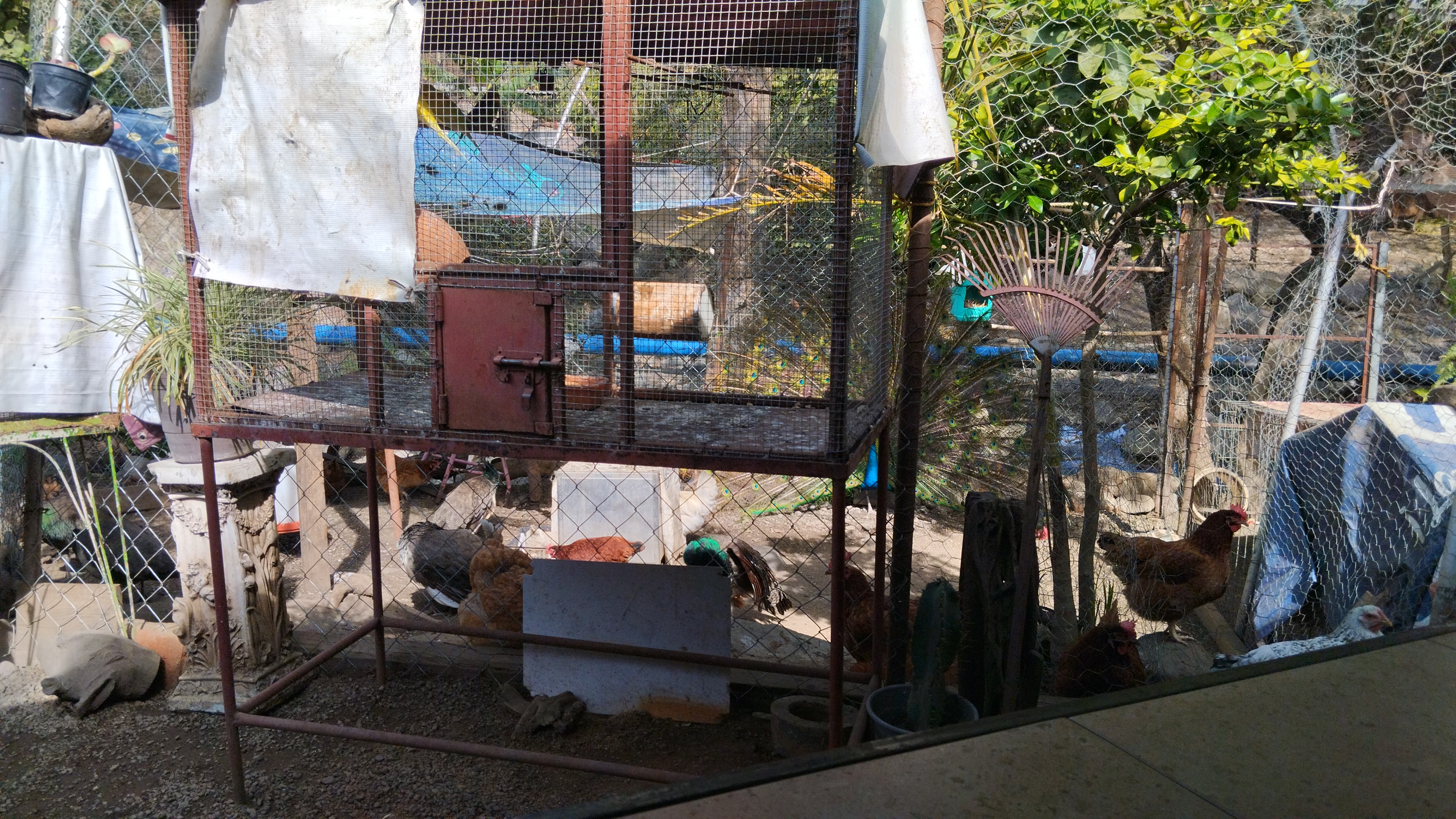 Restaurant"La Terraza" en Ahuacapán, Jal. image 3