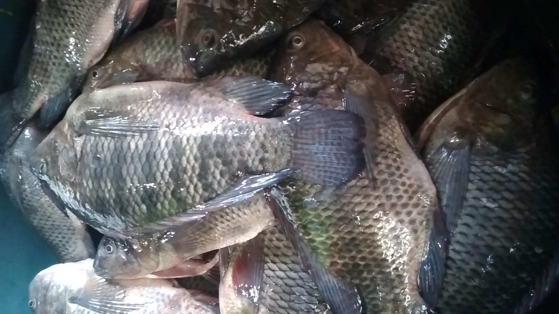 Pescadería Nicole image 4