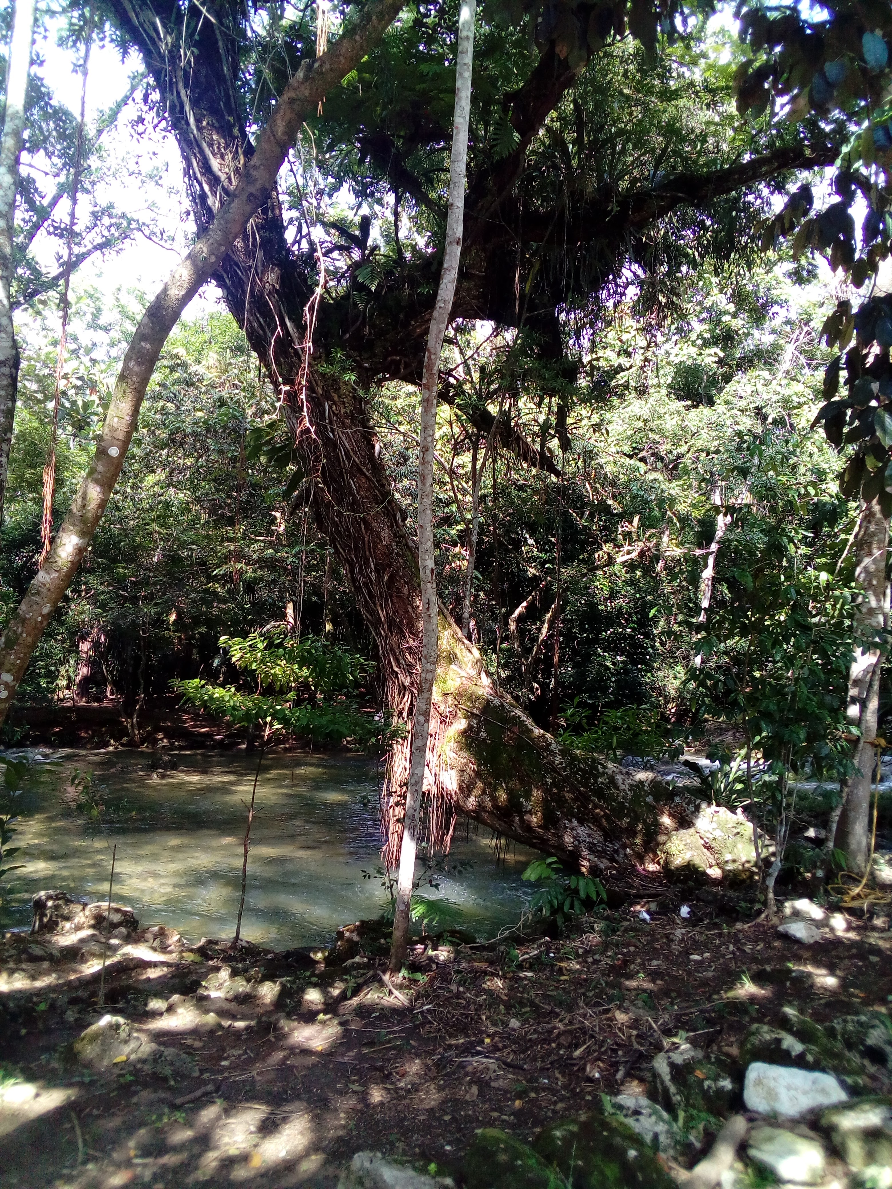 Palapa Islas image 6