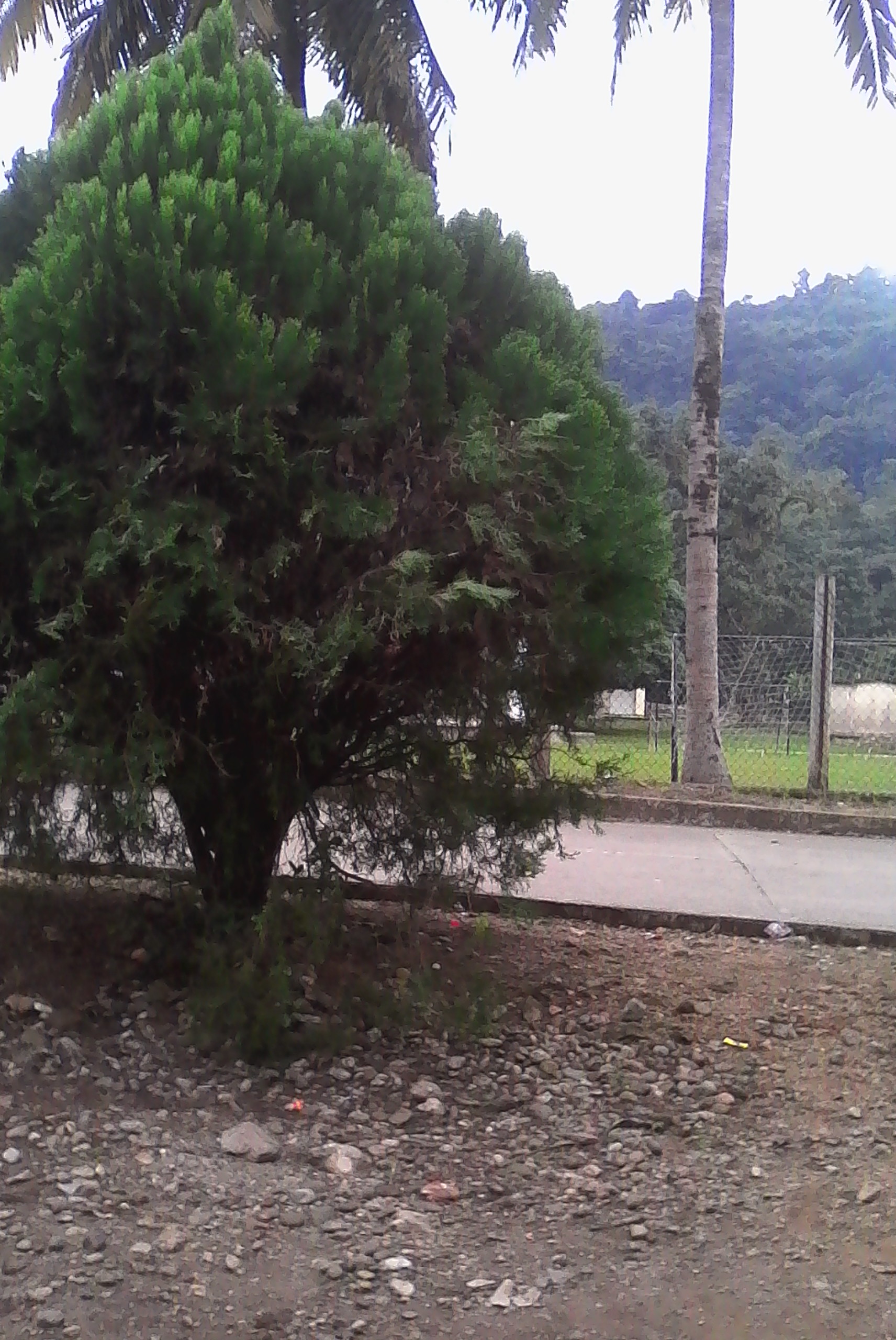 Palapa Islas image 7