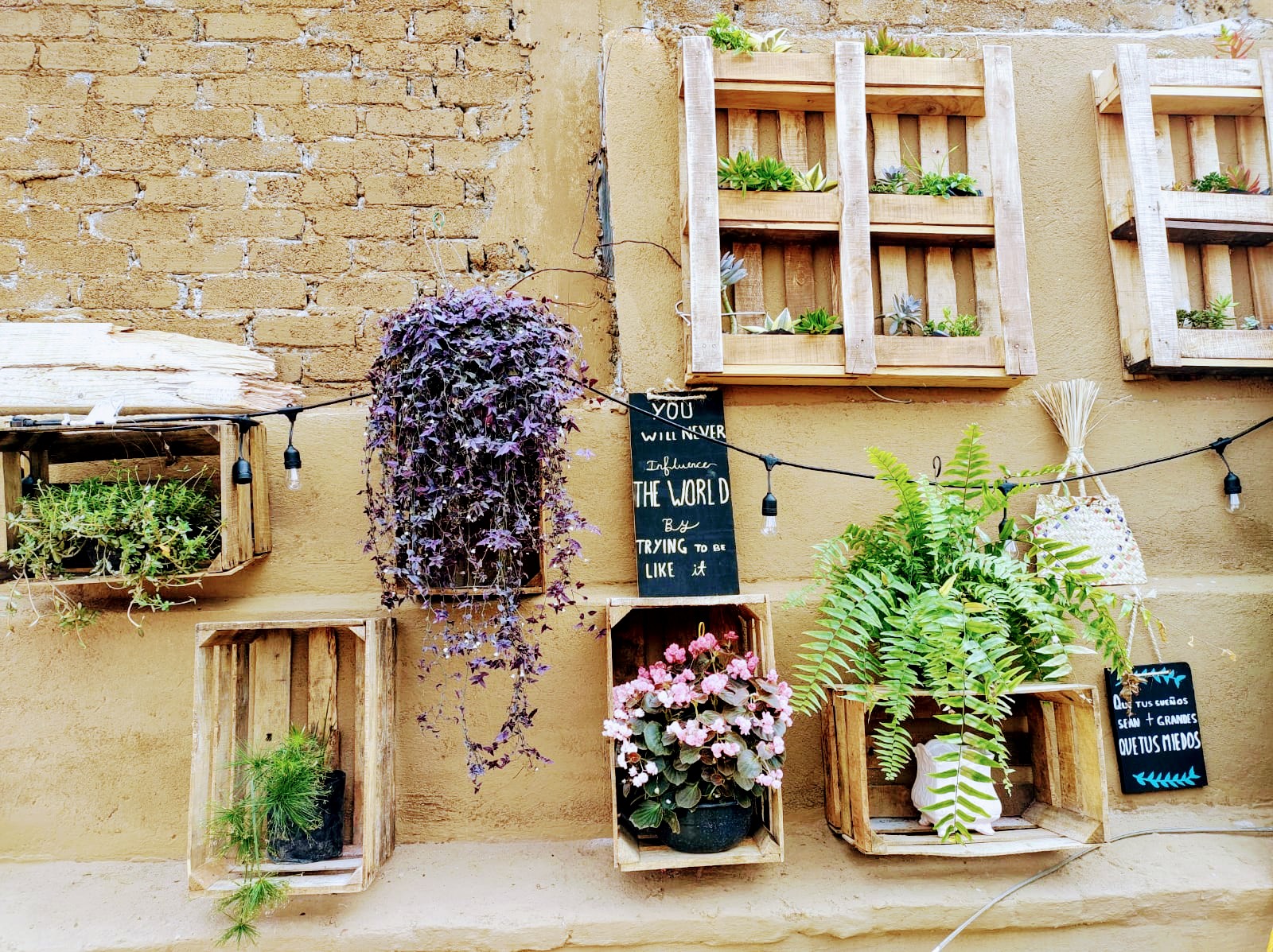 The Black Dog Yautepec image 10