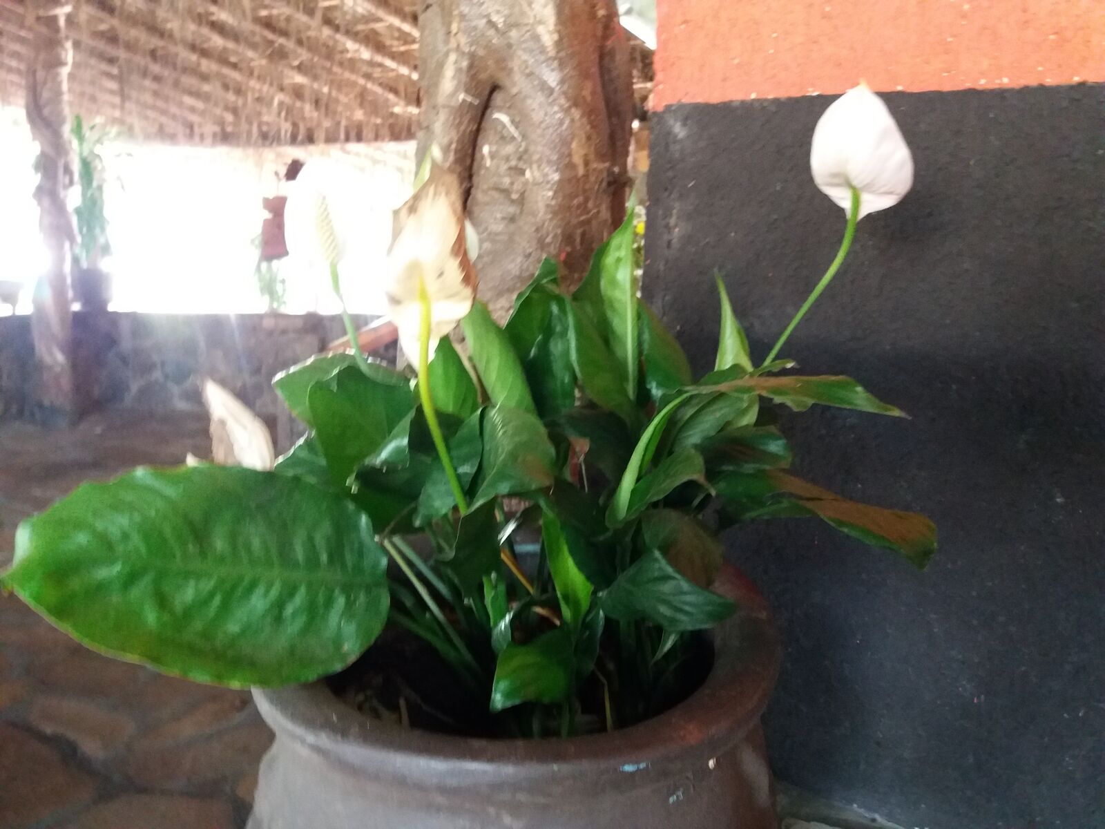 La Palapa image 10