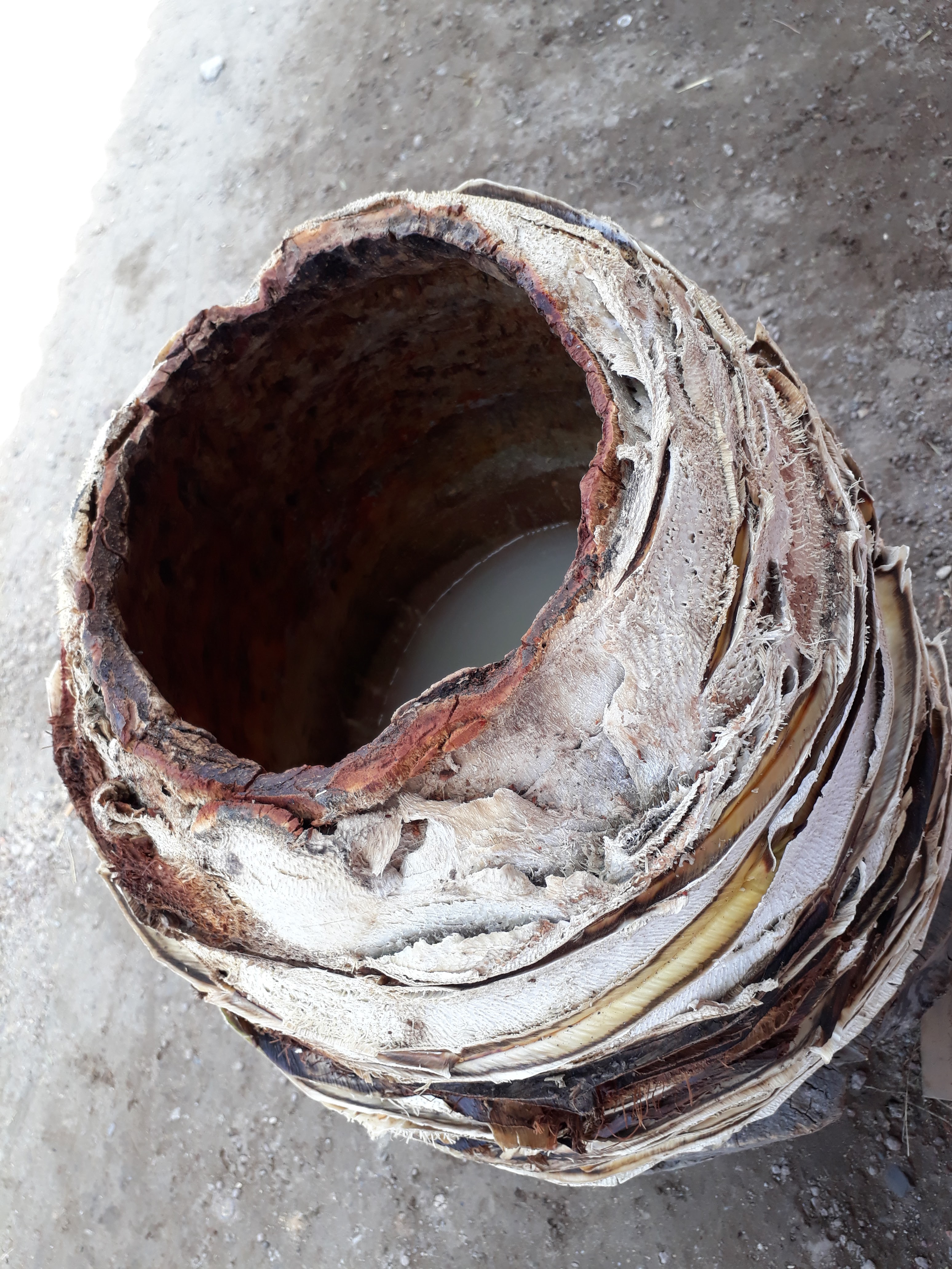 BARBACOA DON MANUEL image 3