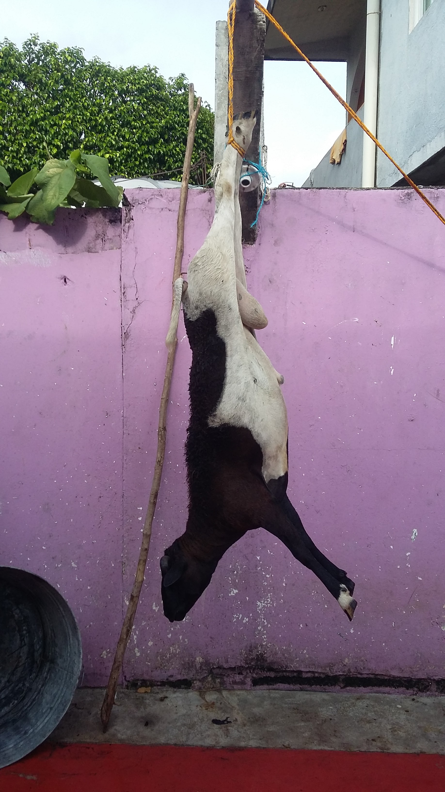 El Borrego Andariego image 9