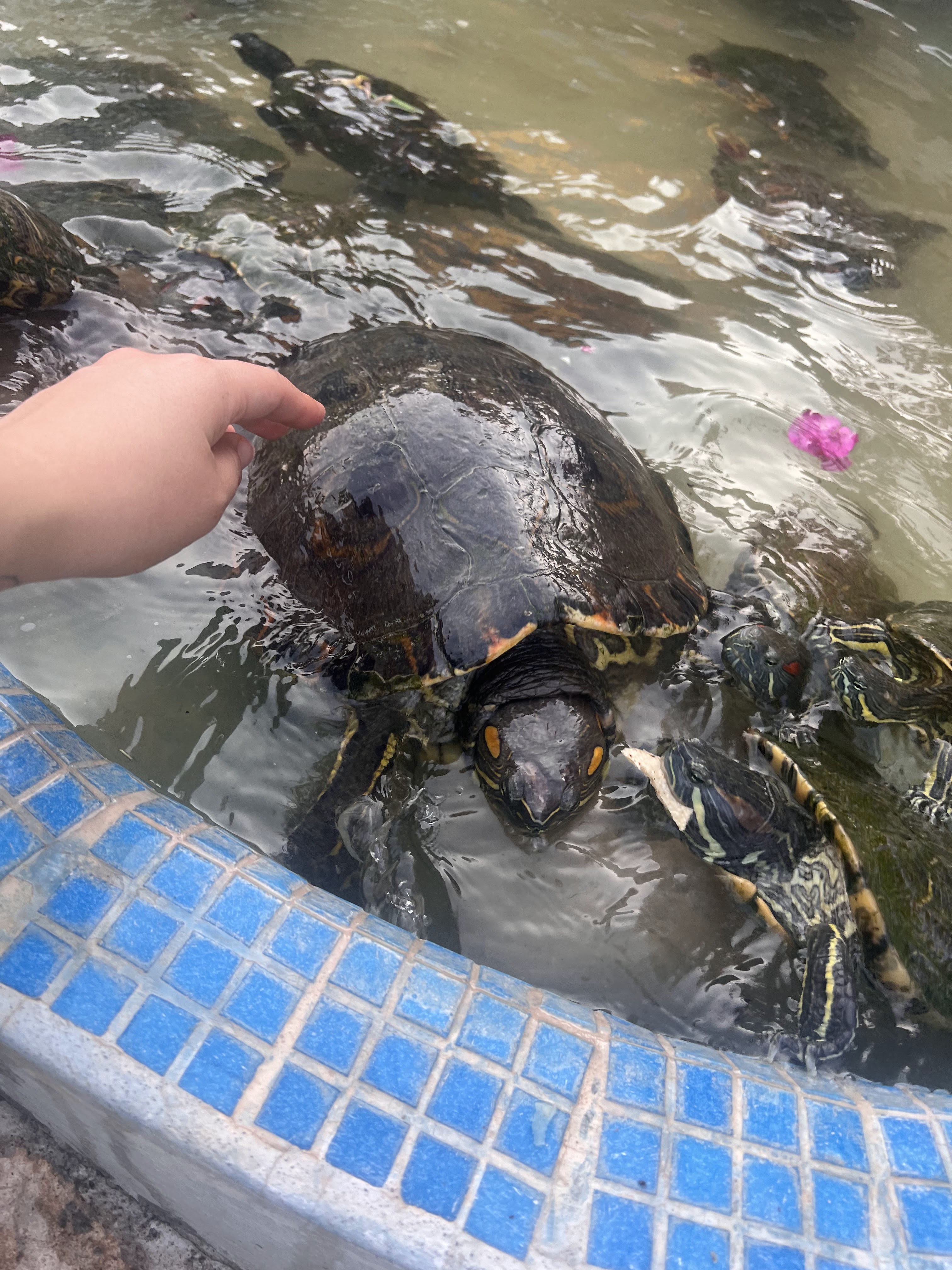 Quinta "Los Girasoles" image 7