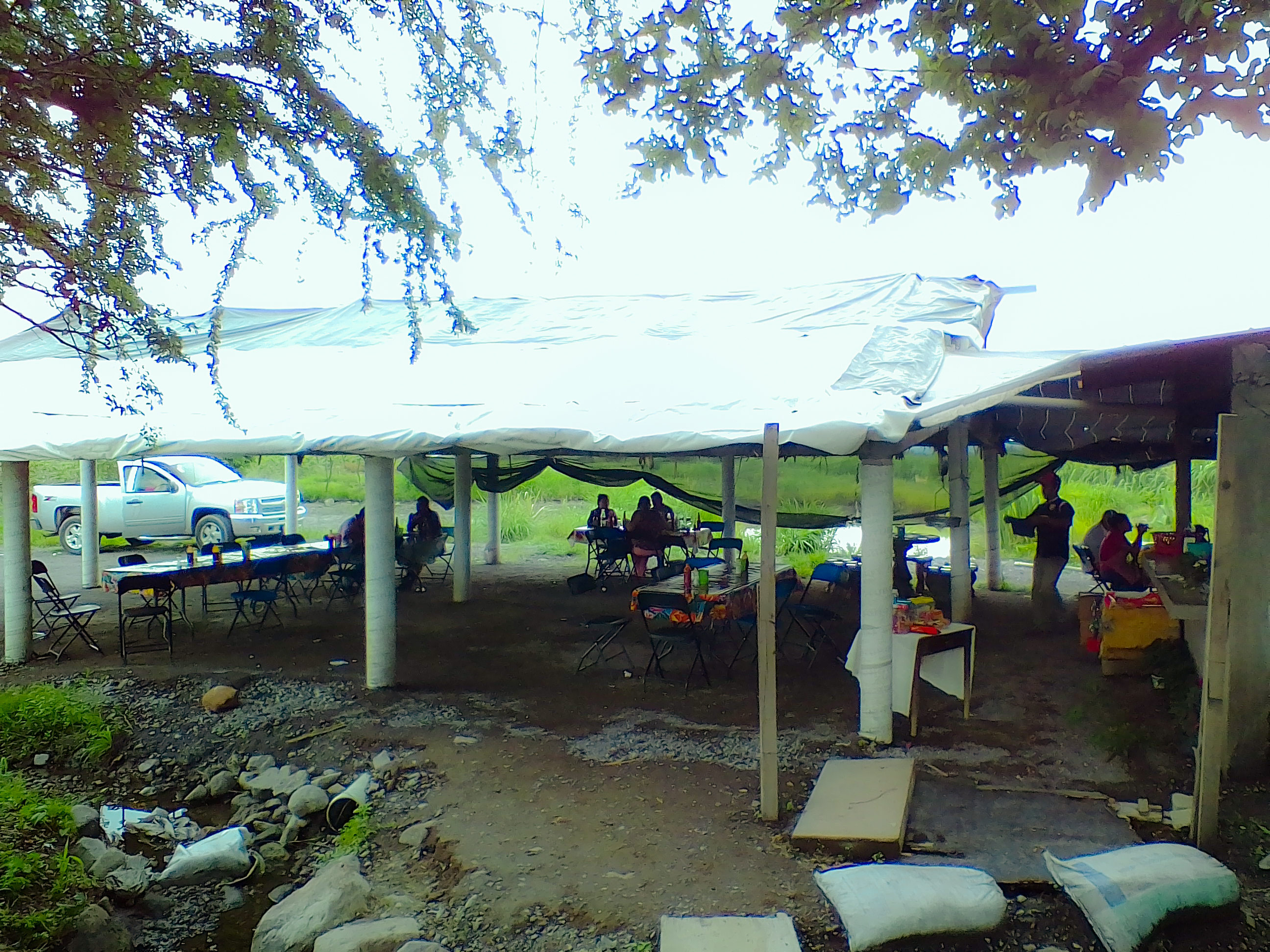La ceiba, amate amarillo. image 3