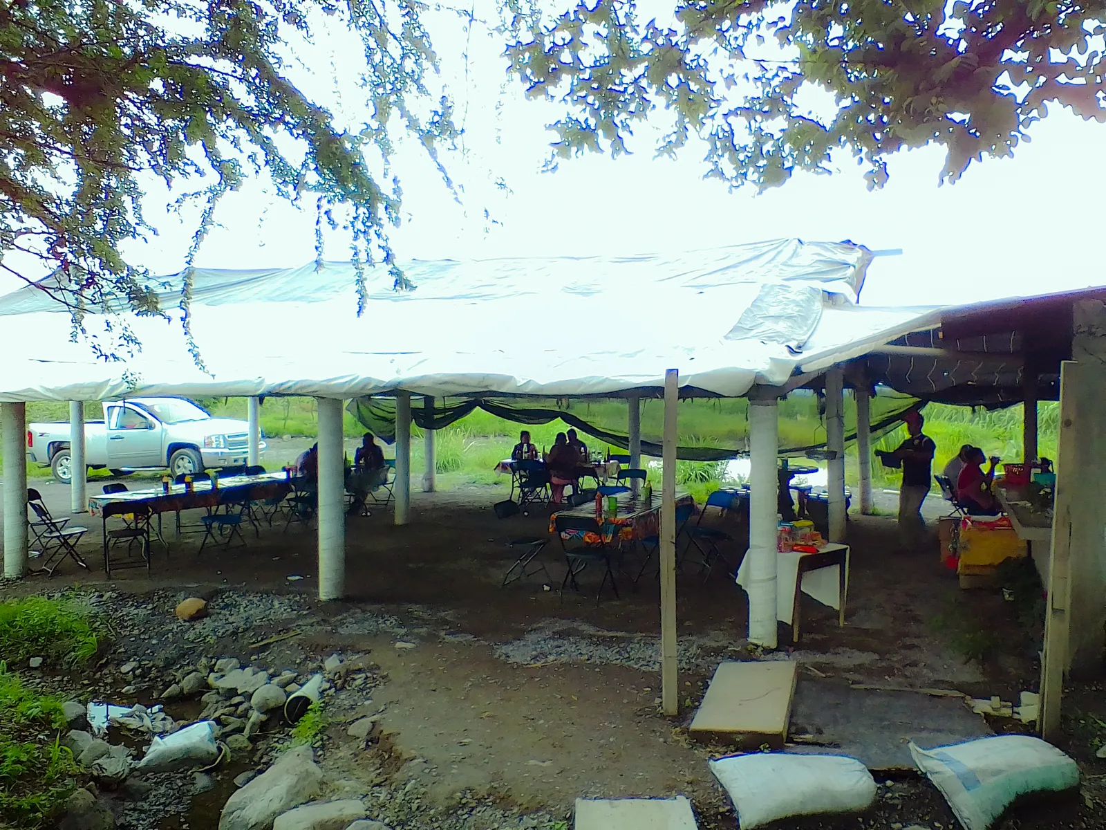 La ceiba, amate amarillo. image 3