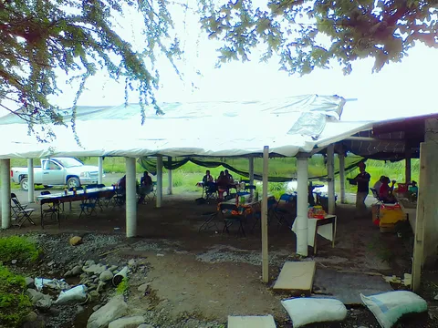 La ceiba, amate amarillo. image 3