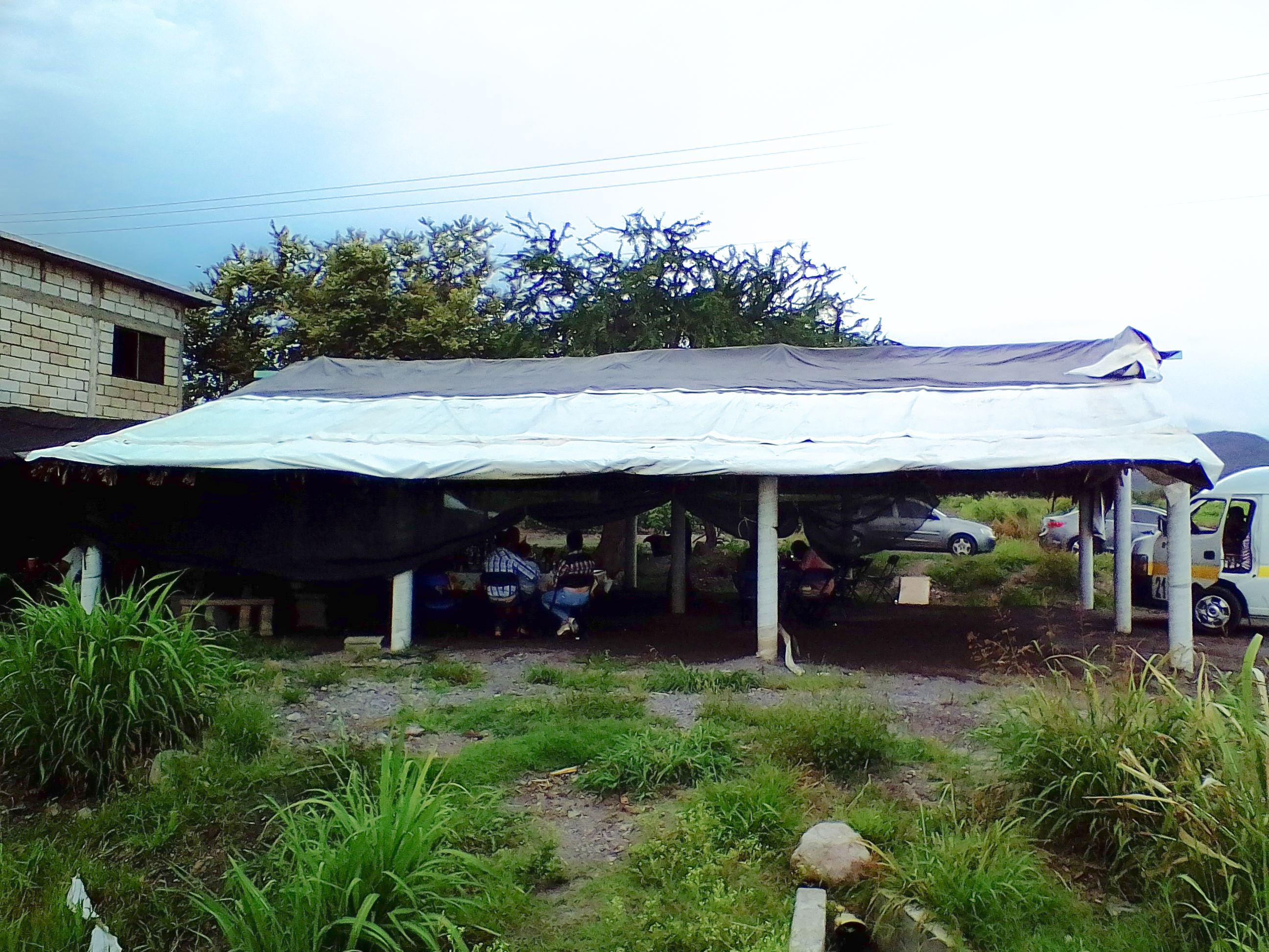 La ceiba, amate amarillo. image 4