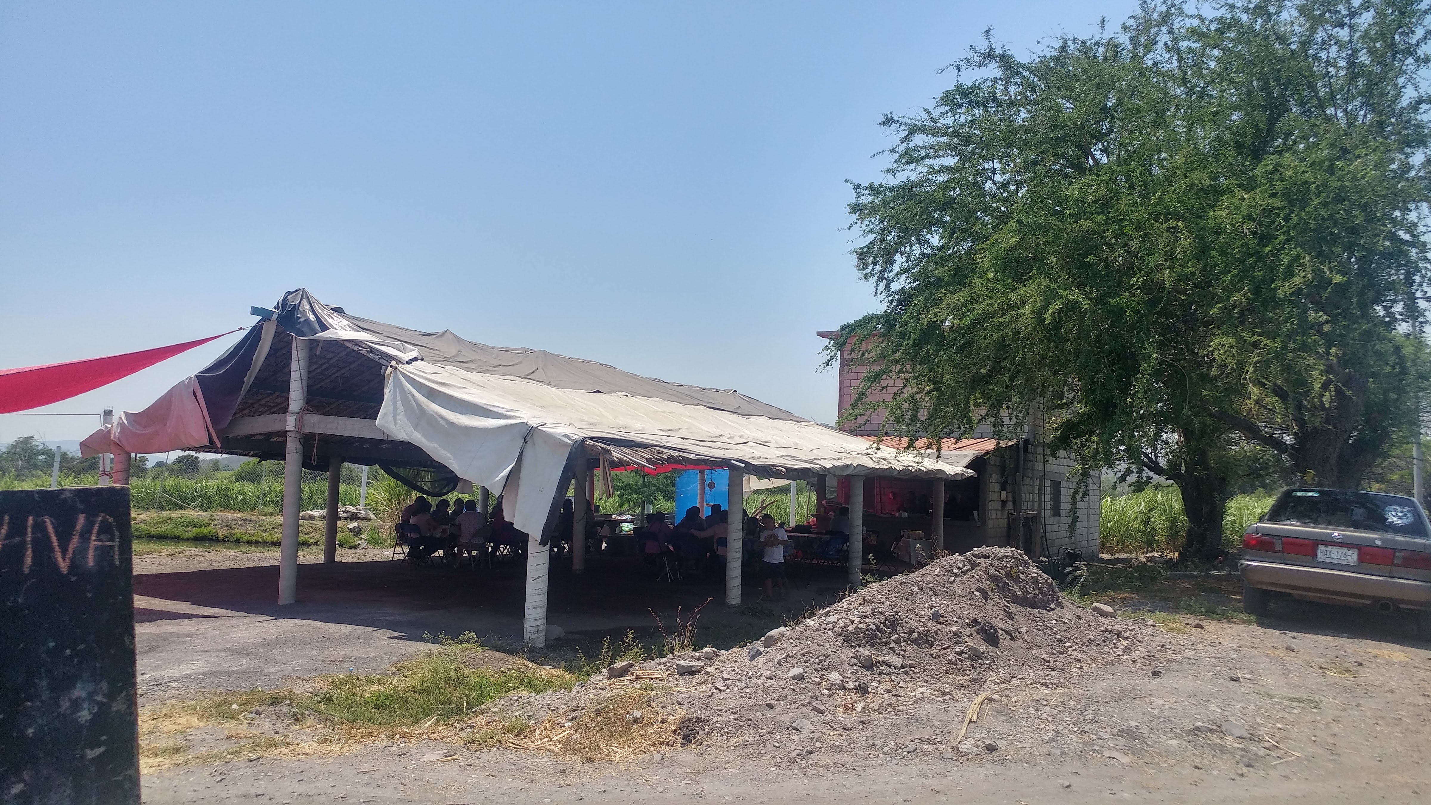La ceiba, amate amarillo. image 5