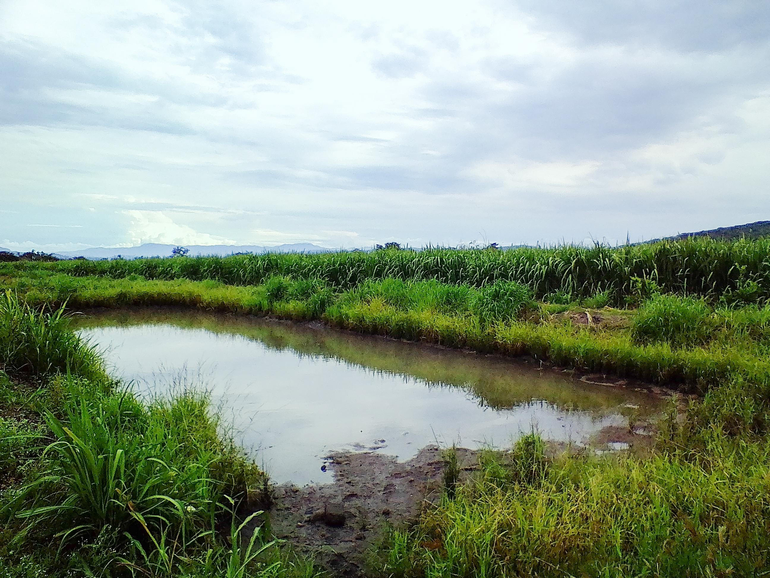 La ceiba, amate amarillo. image 7