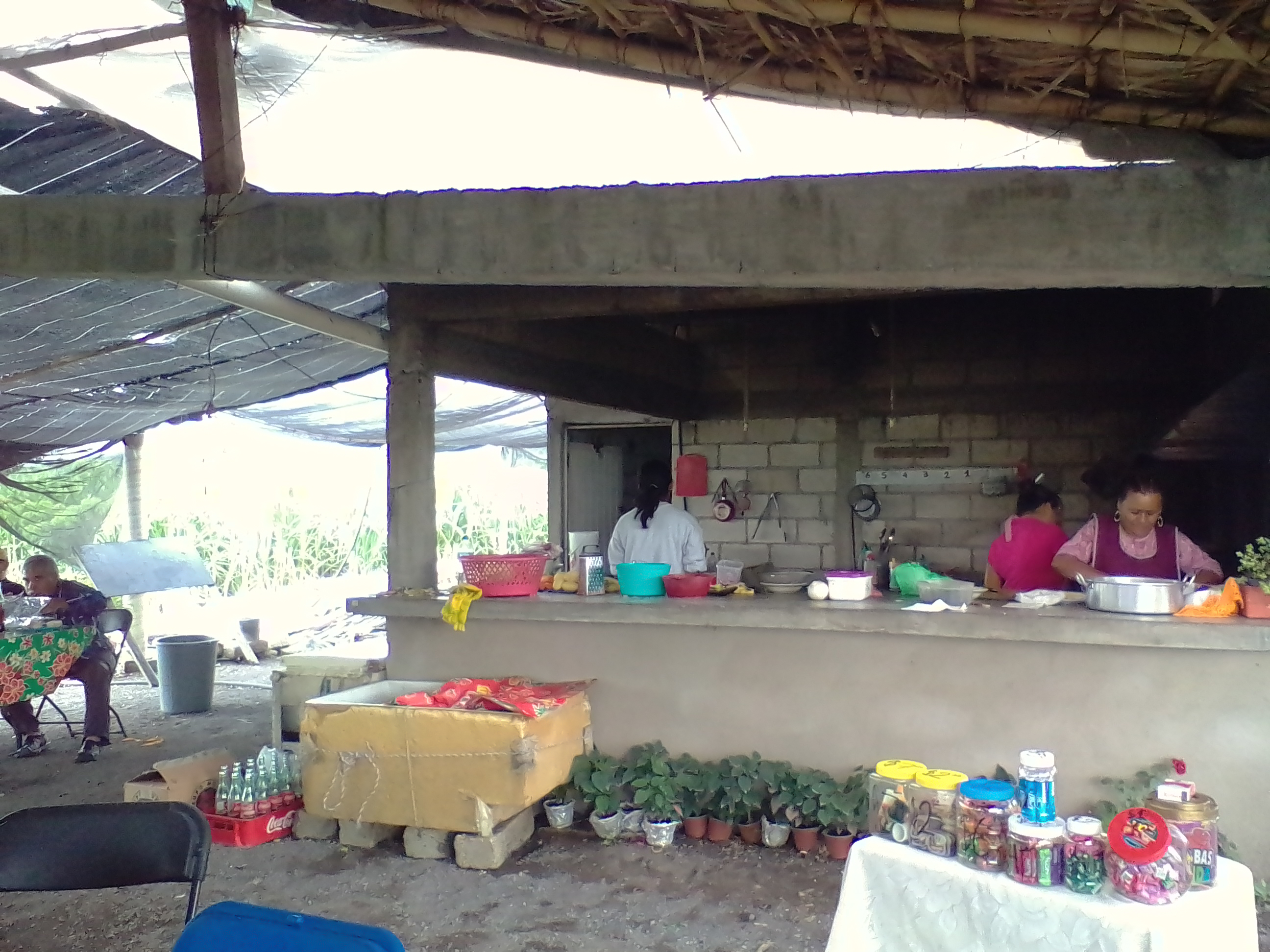 La ceiba, amate amarillo. image 8