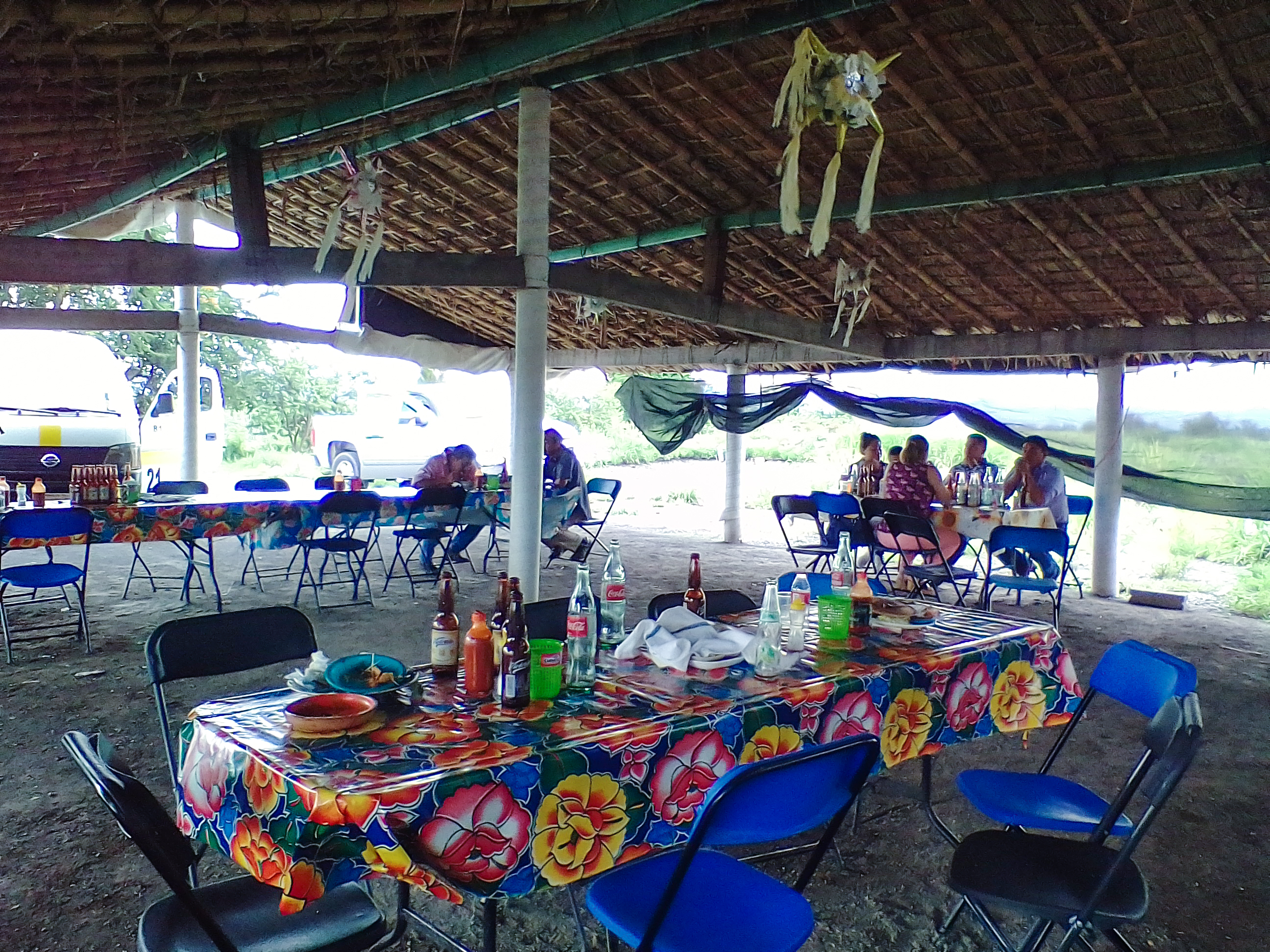 La ceiba, amate amarillo. image 9