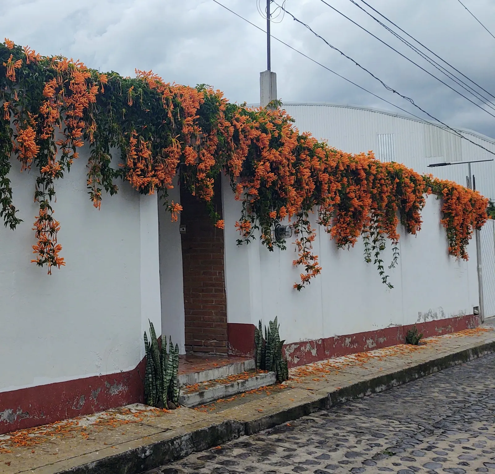 Mi Cariñito image 10