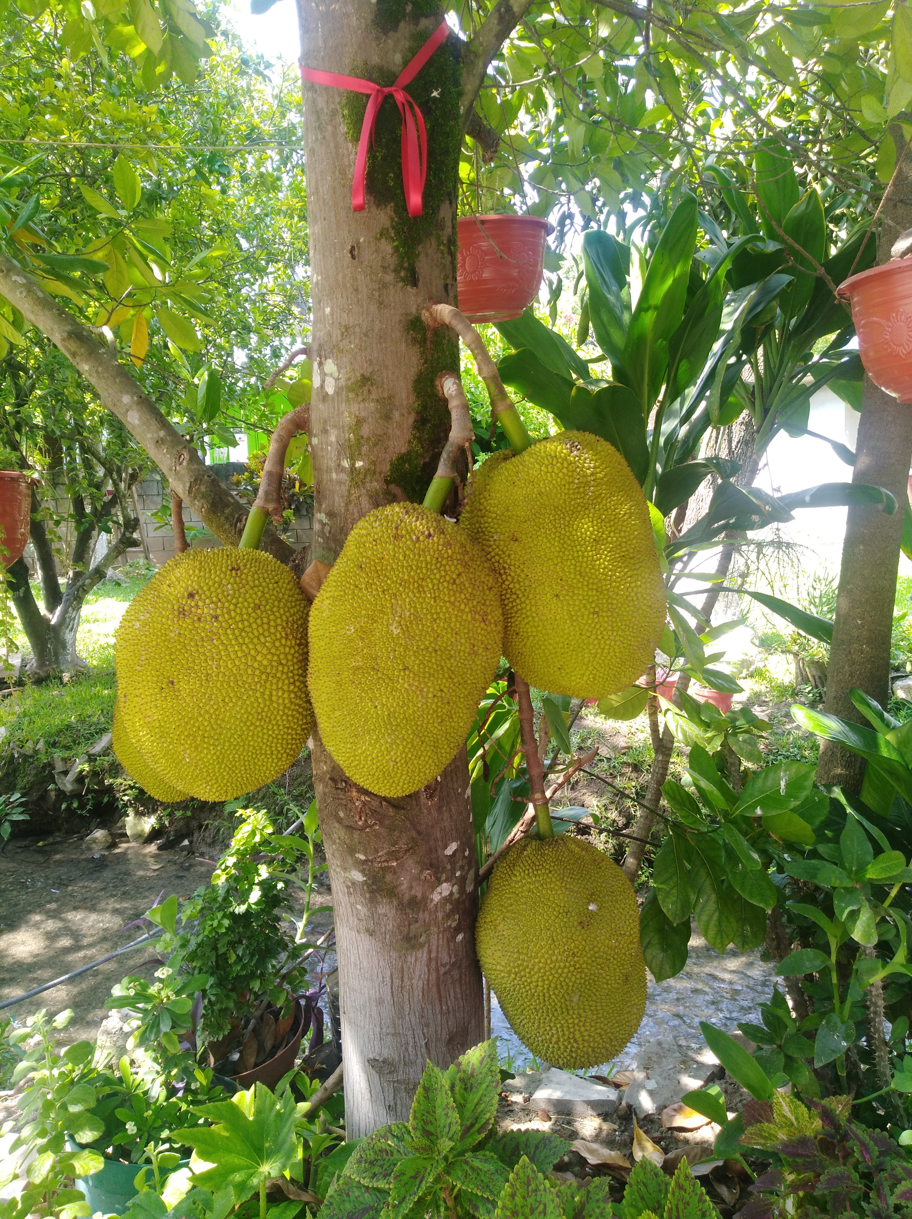 Restaurante tamul image 6