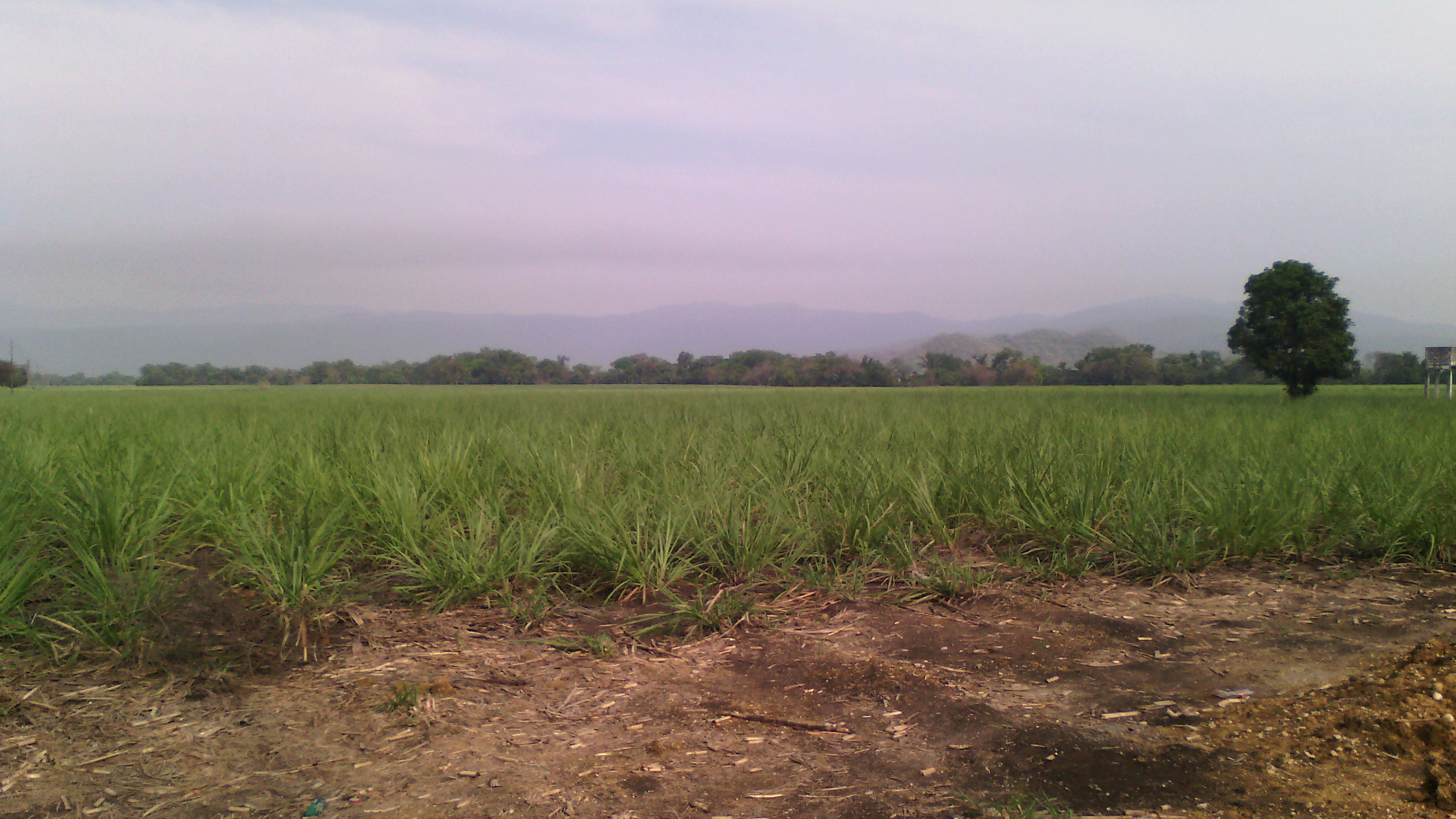 Pollo ranchero rascón image 7