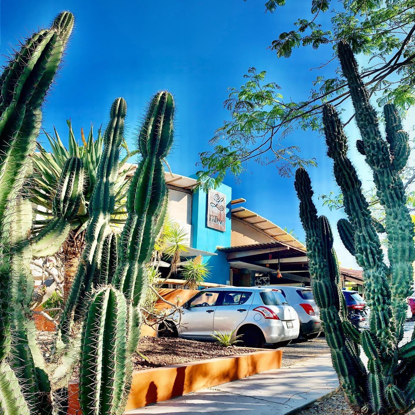 Origen Latino Restaurante image 6