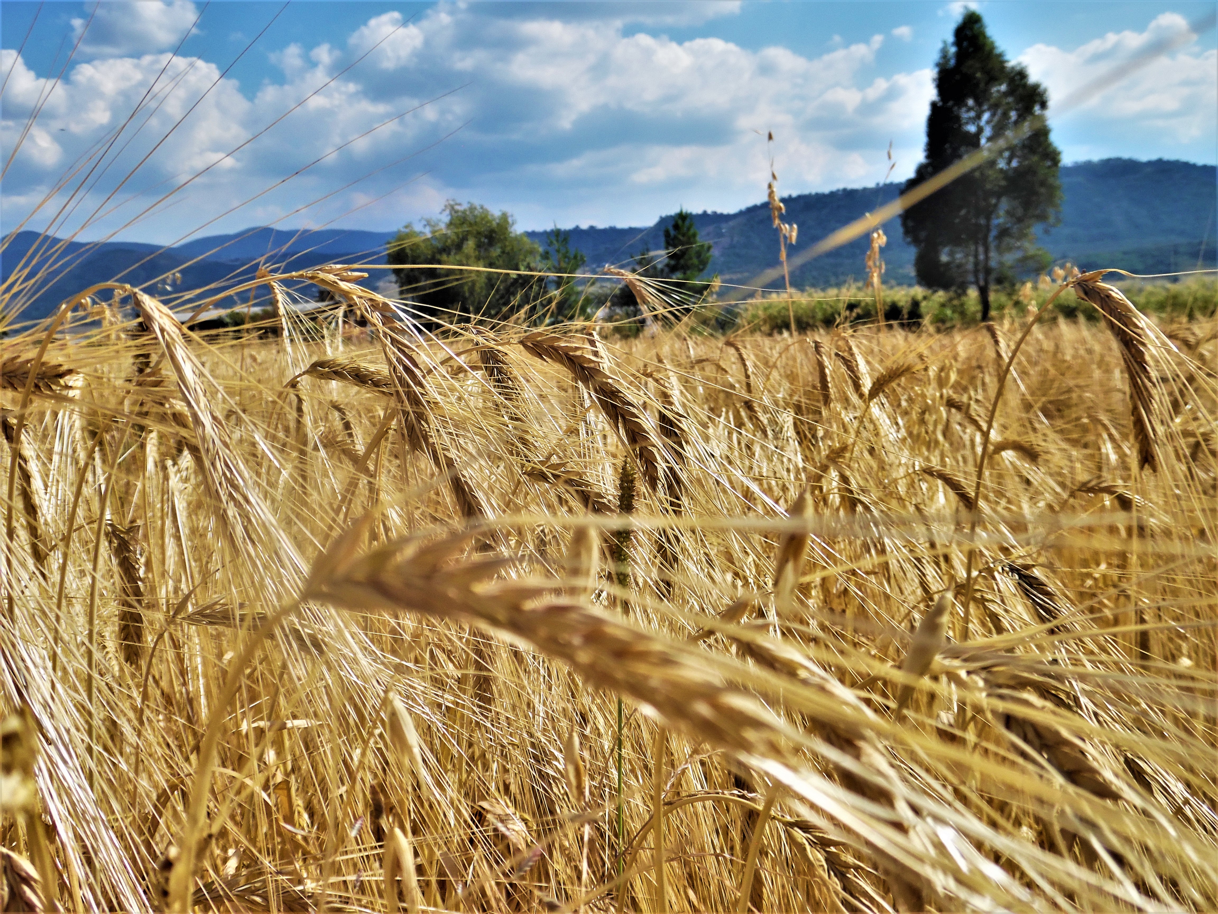 Castrum optimus cervisia image 6