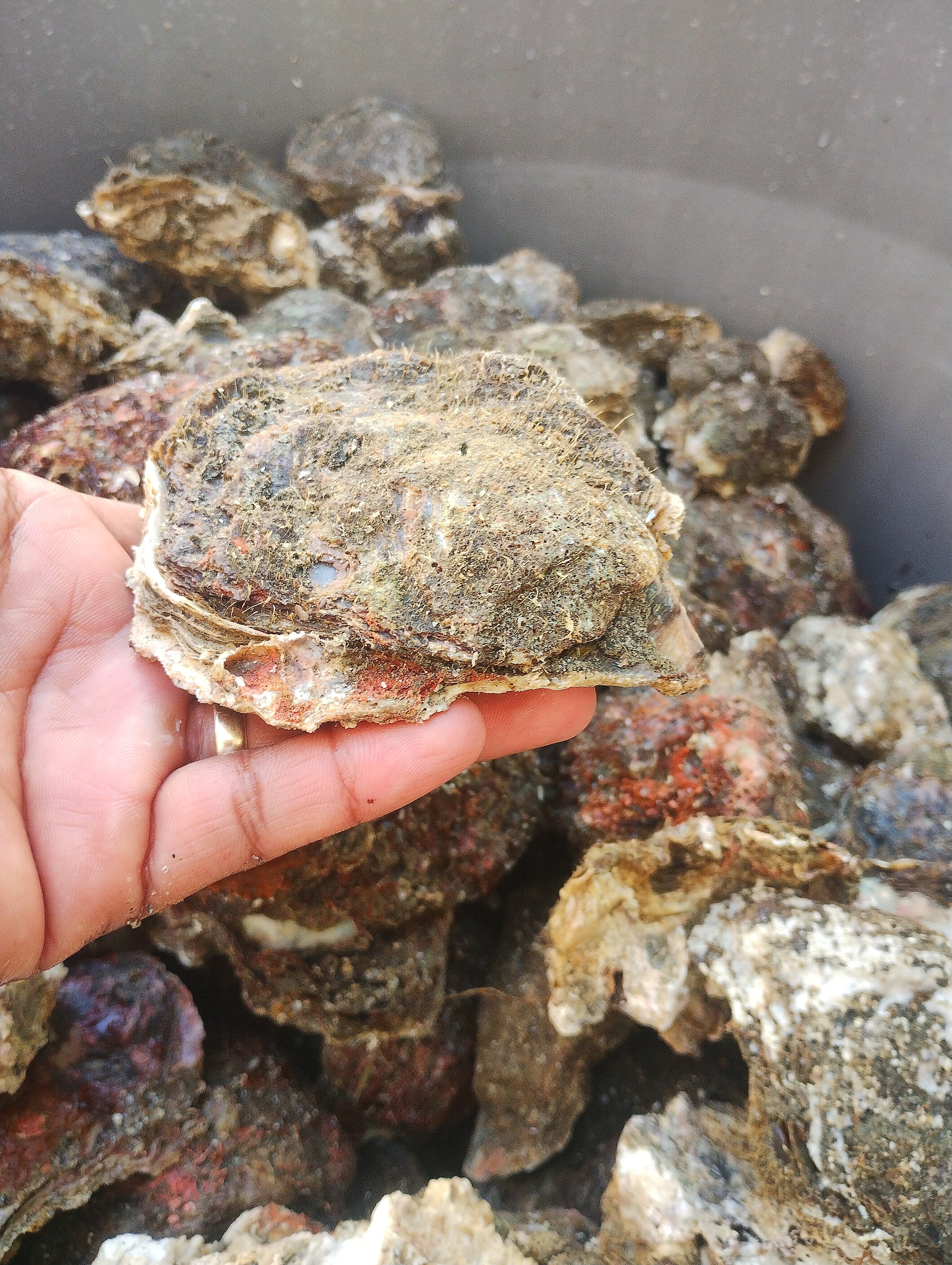 Pescados mariscos y más rentmar image 9