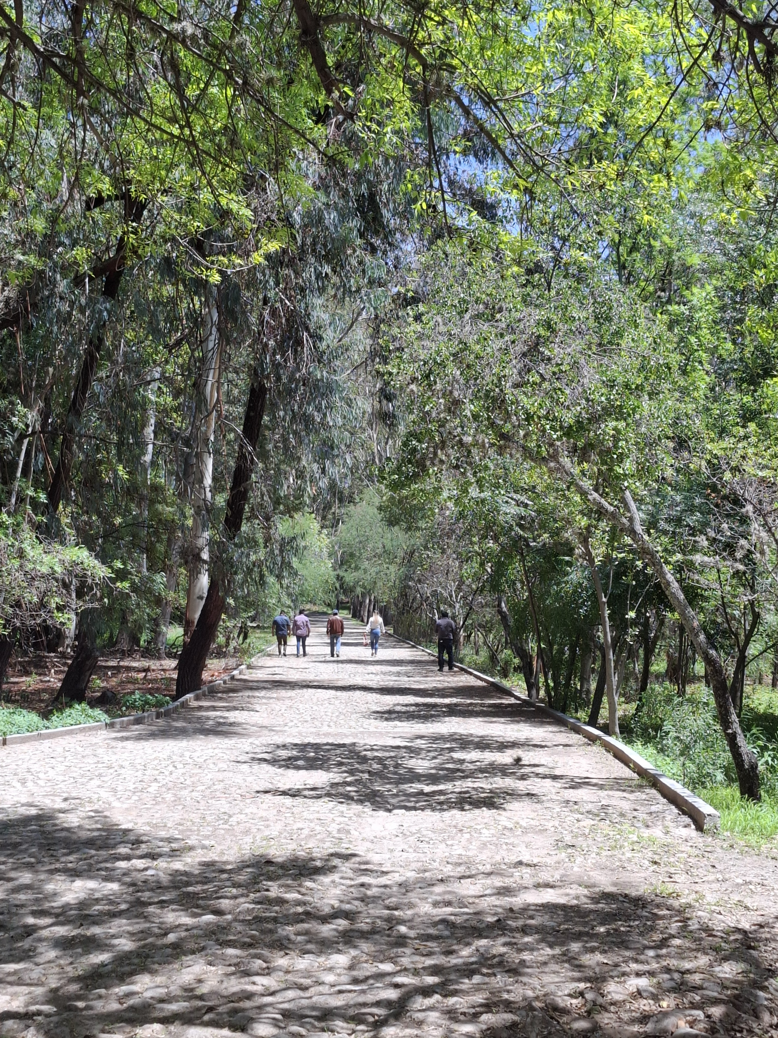 Barbacoa de Hoyo Don Lole - Viñedos Atongo image 9