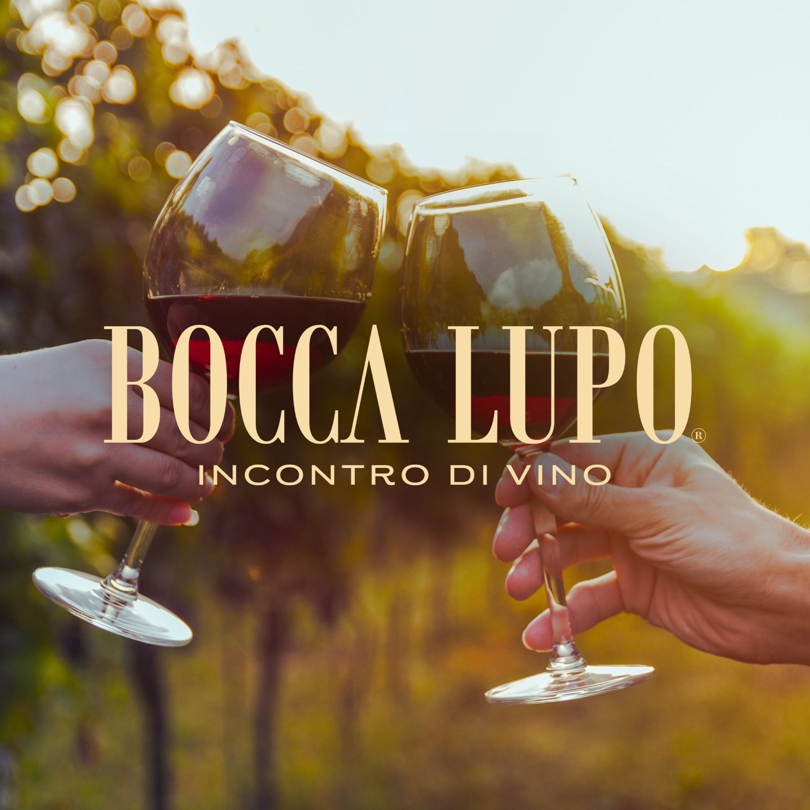 Viñedo Bocca Lupo image 4