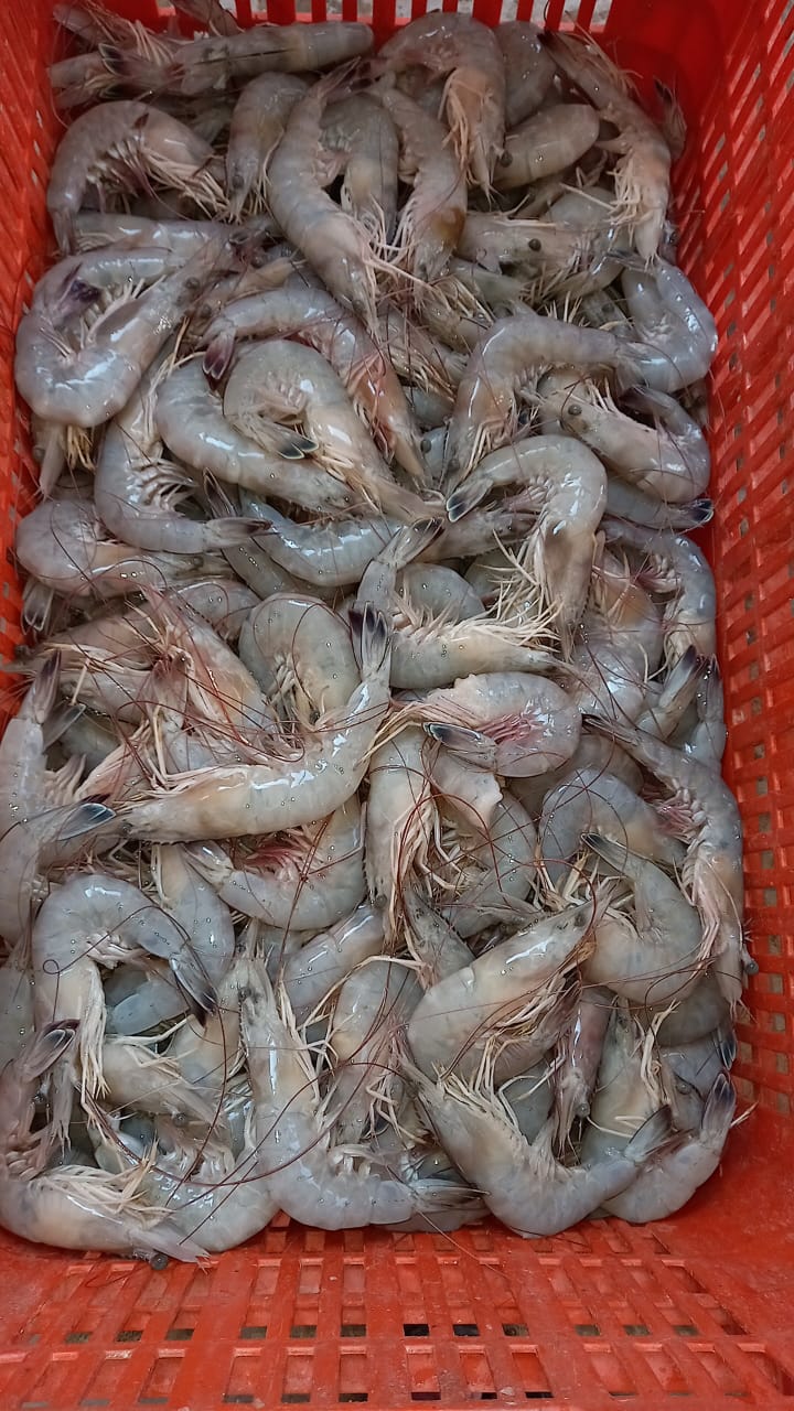 El Popular Camote Restaurante image 2