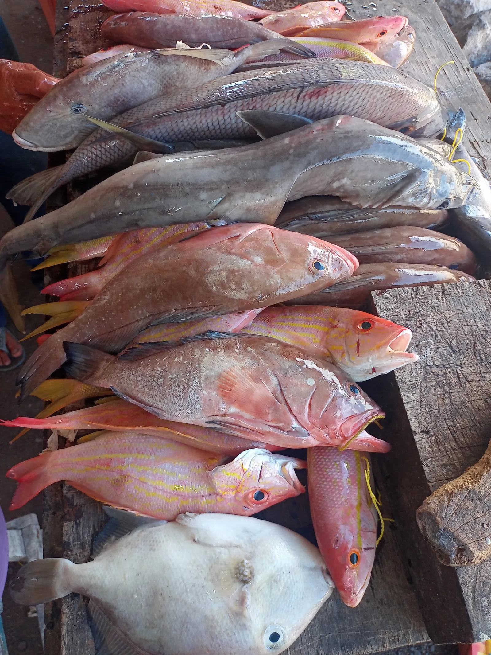 Pescaderia El Amigo Gumer image 10