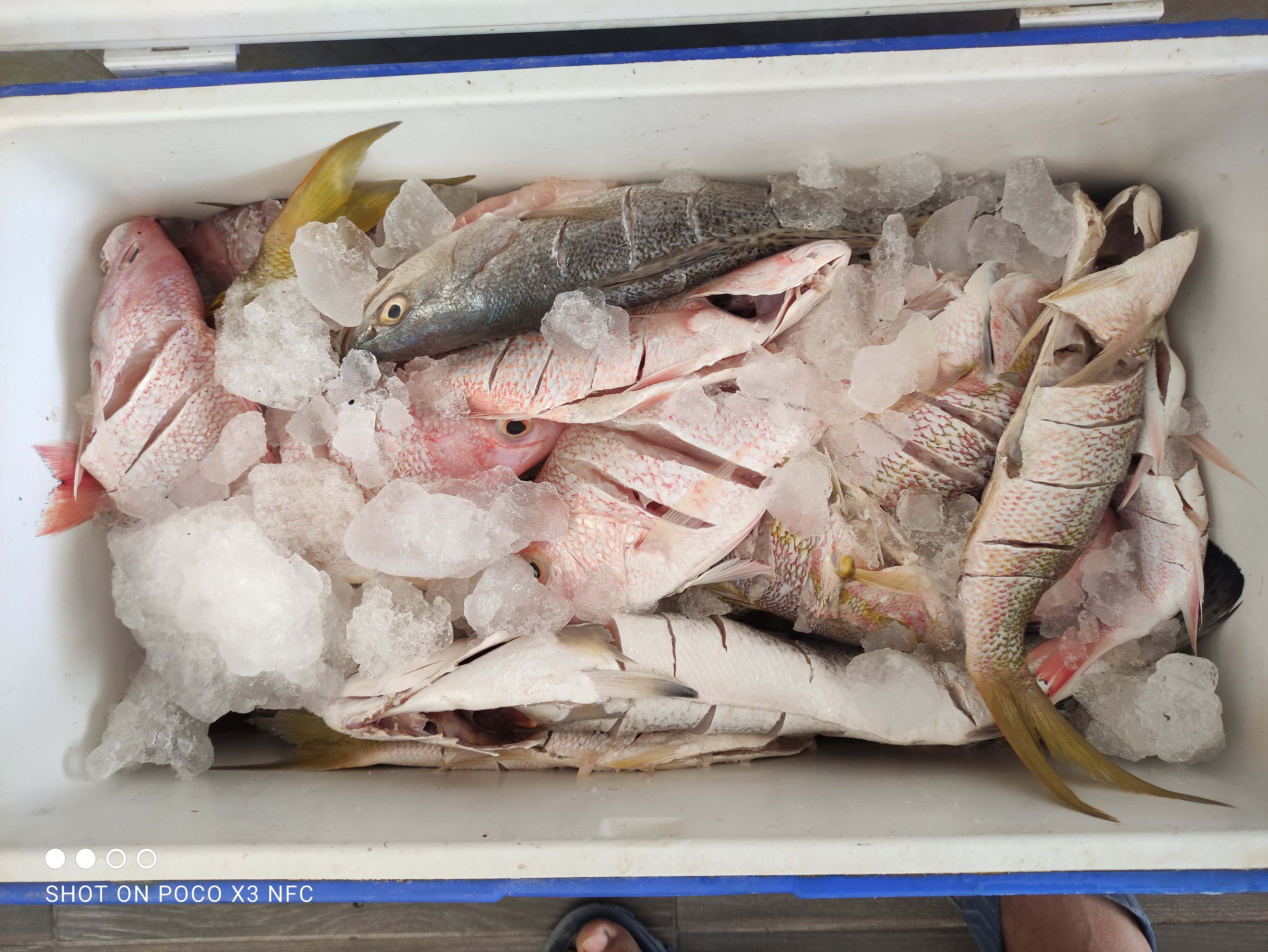 Pescadería El Amigo Coco image 9