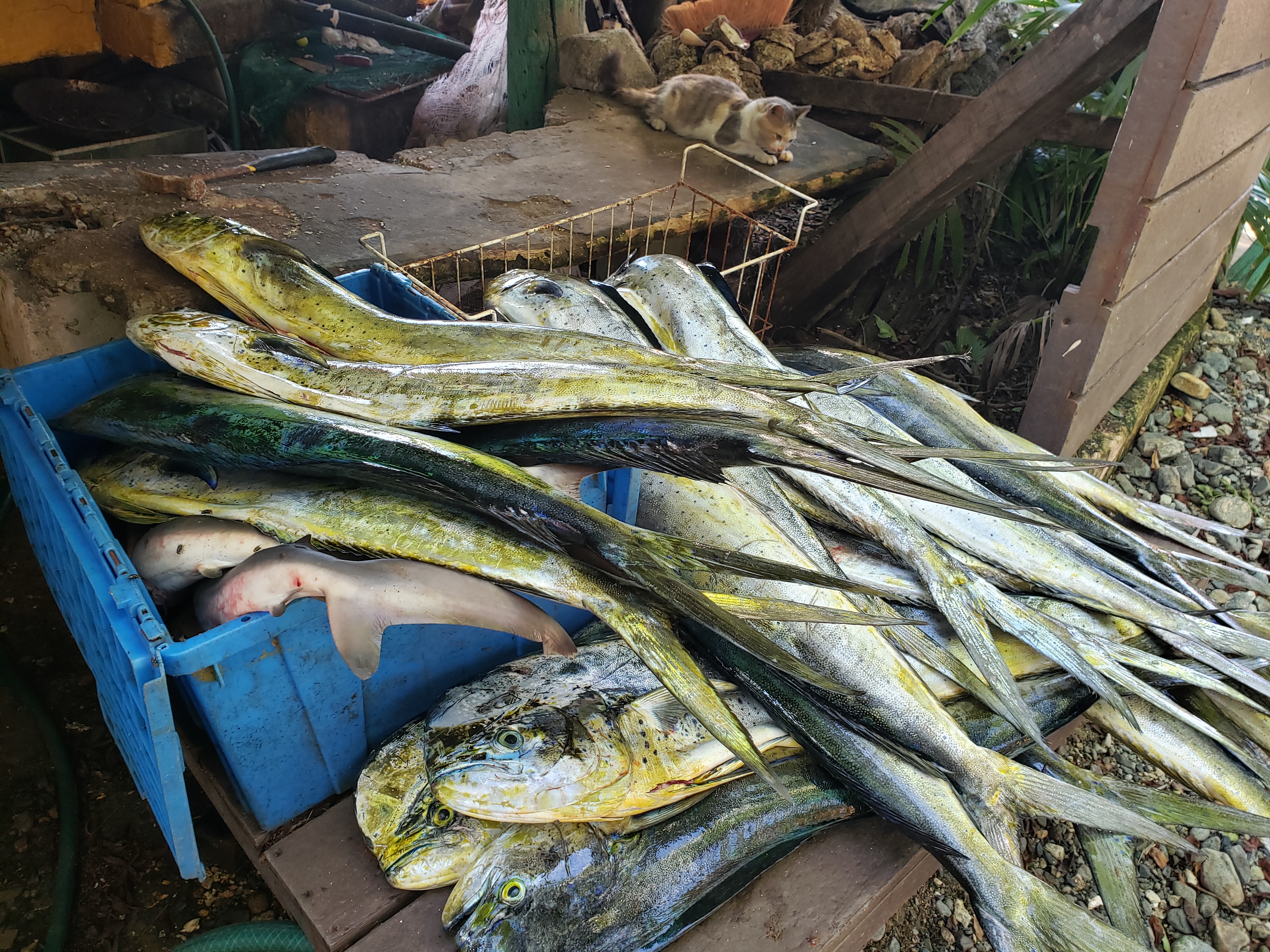 Mario Alexis image 8