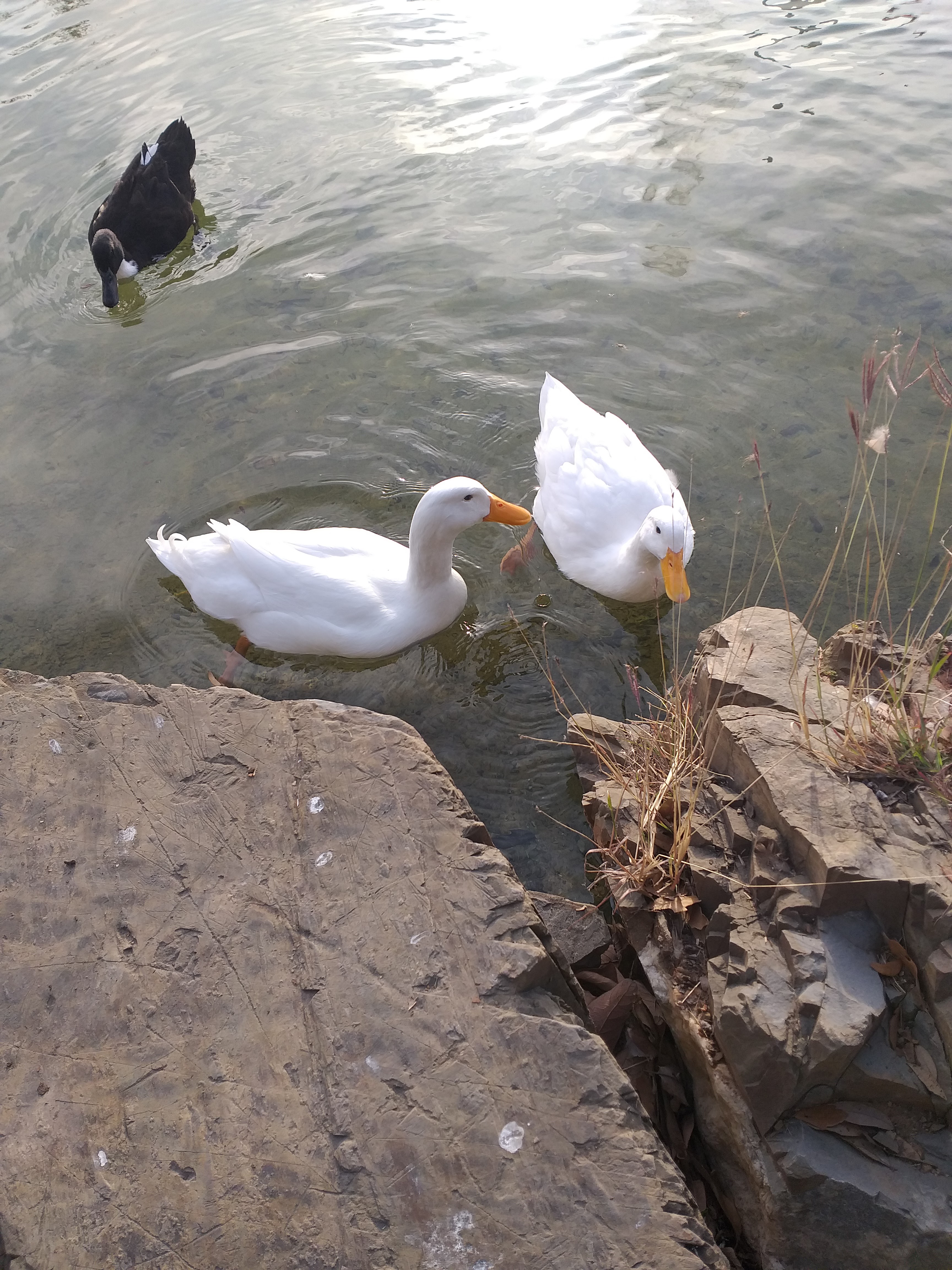 Huaraches y quesadillas image 1