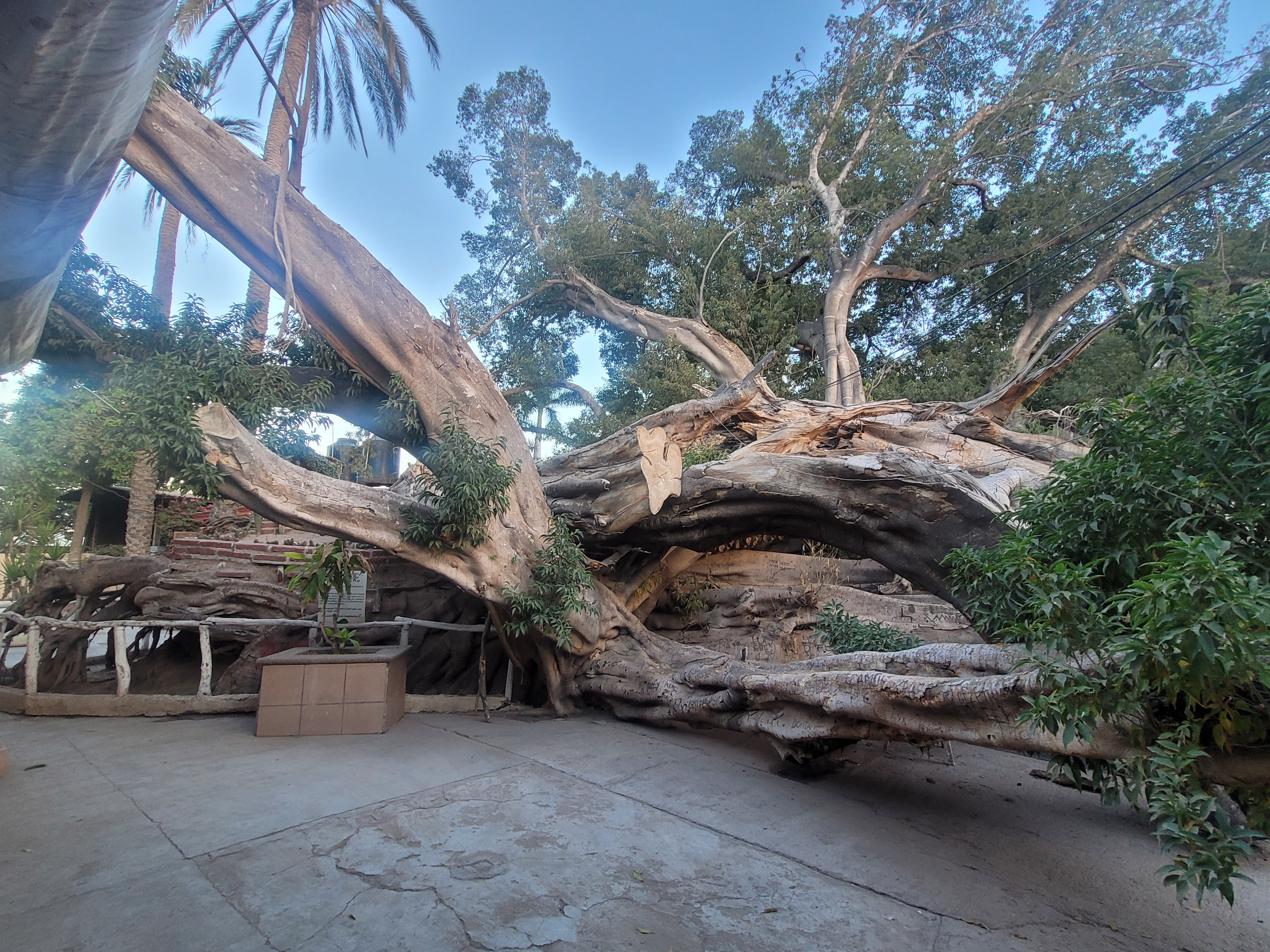 El Arbol Caido image 3