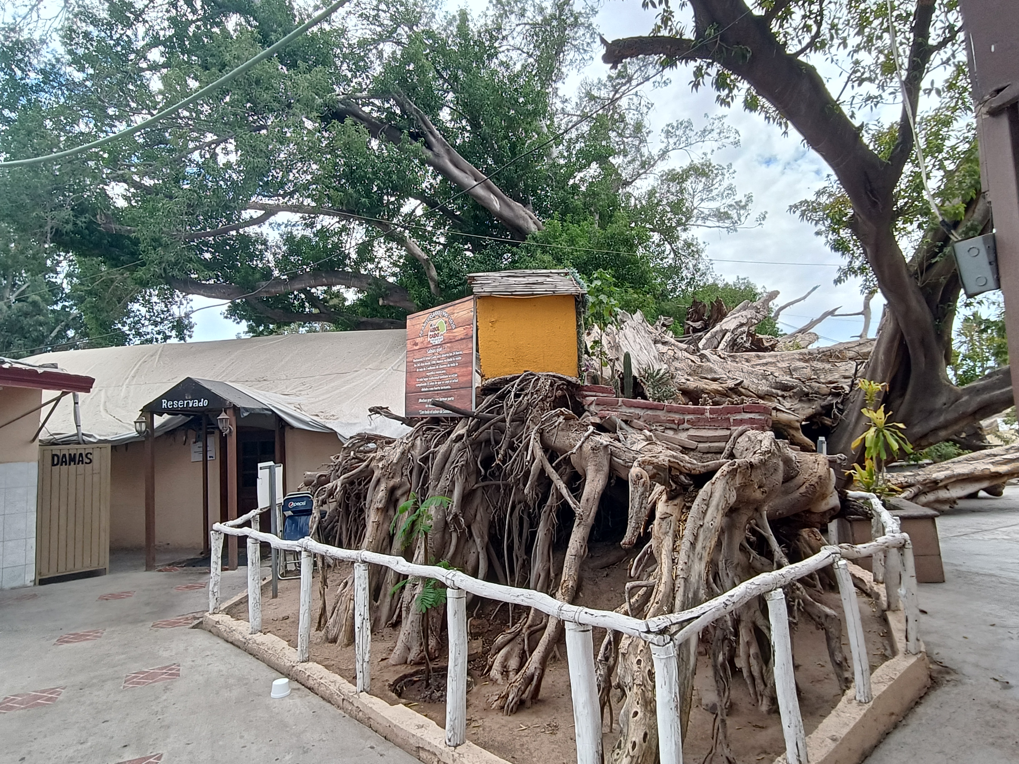 El Arbol Caido image 4