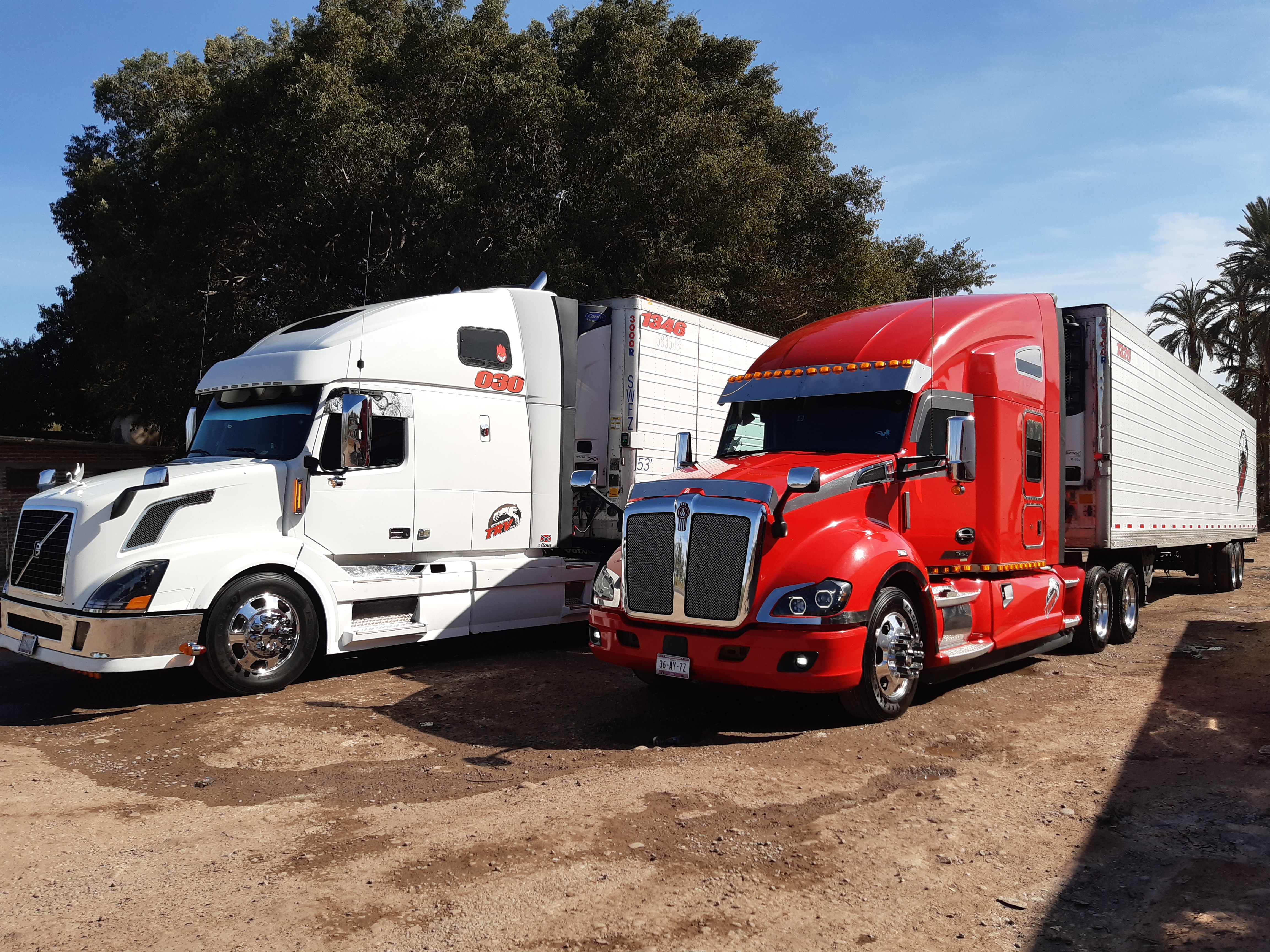 El Arbol Caido image 5