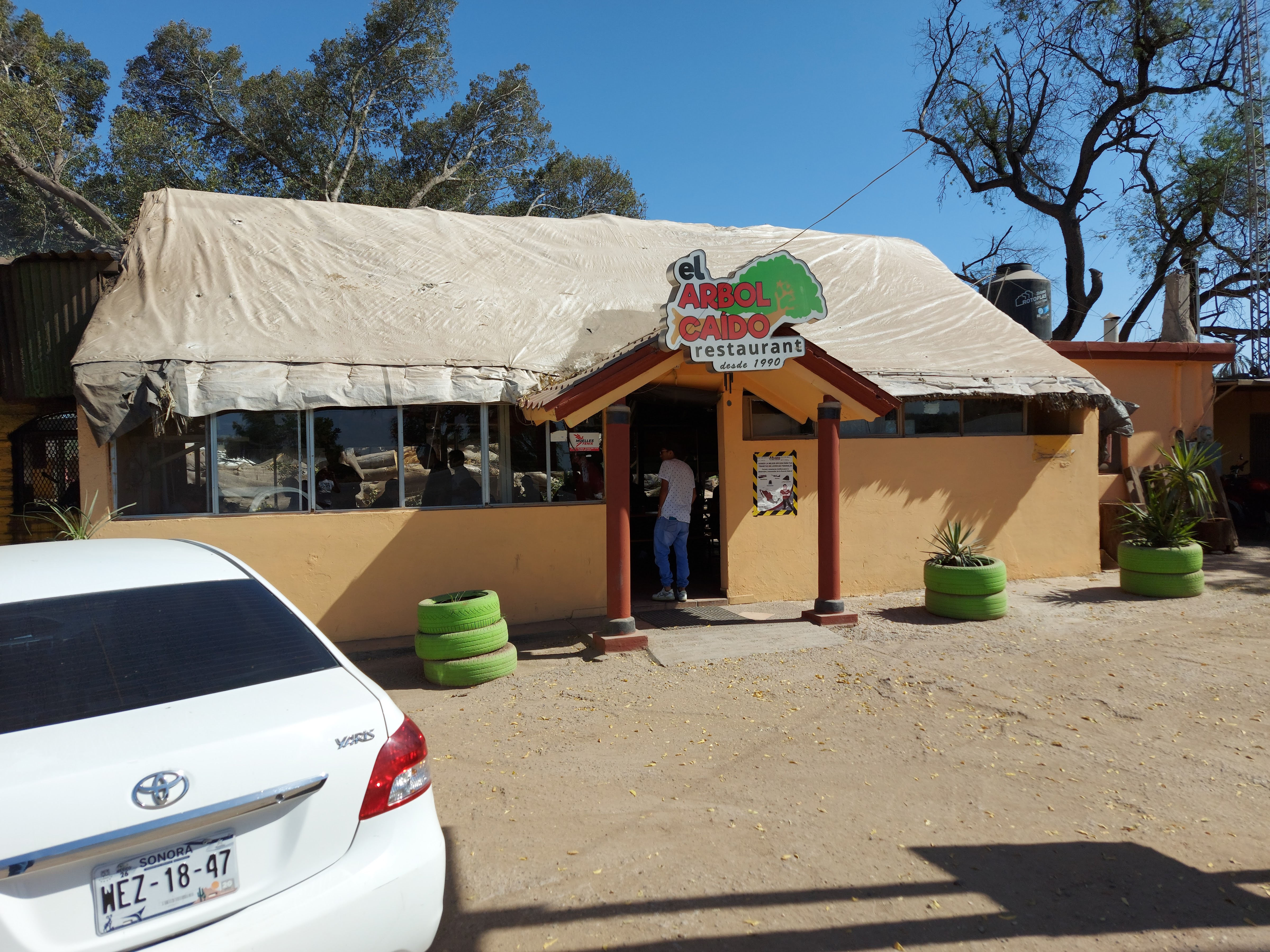 El Arbol Caido image 7