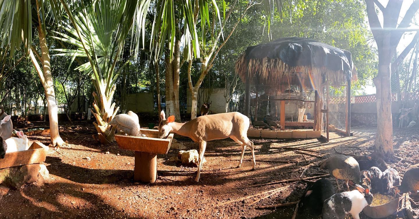 Restaurante X’makech image 10