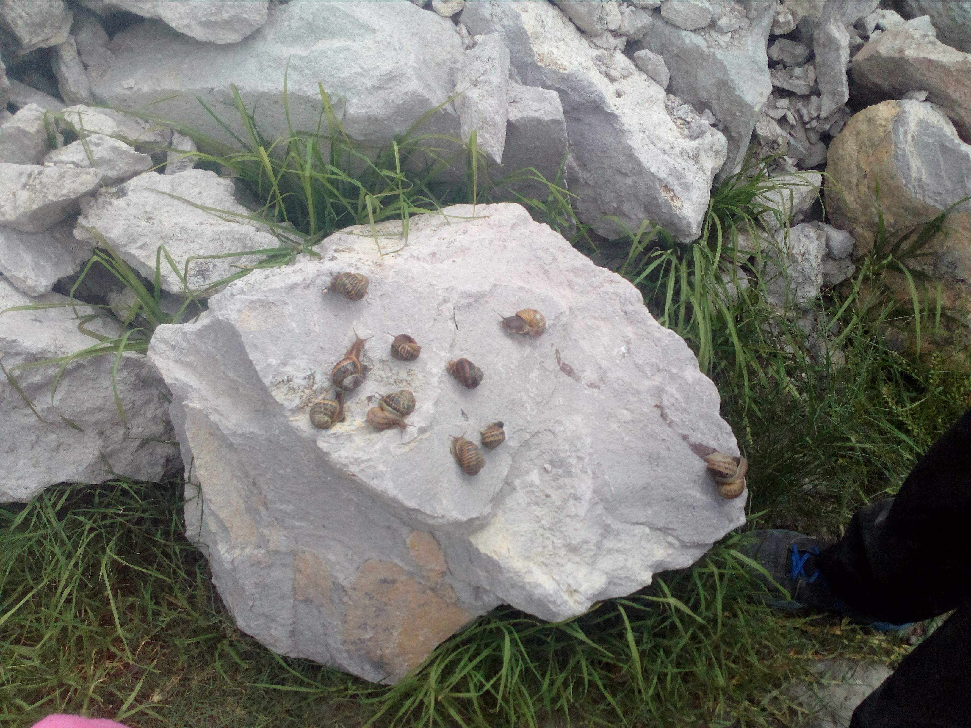 Chicharo's Pizza and Beer image 8