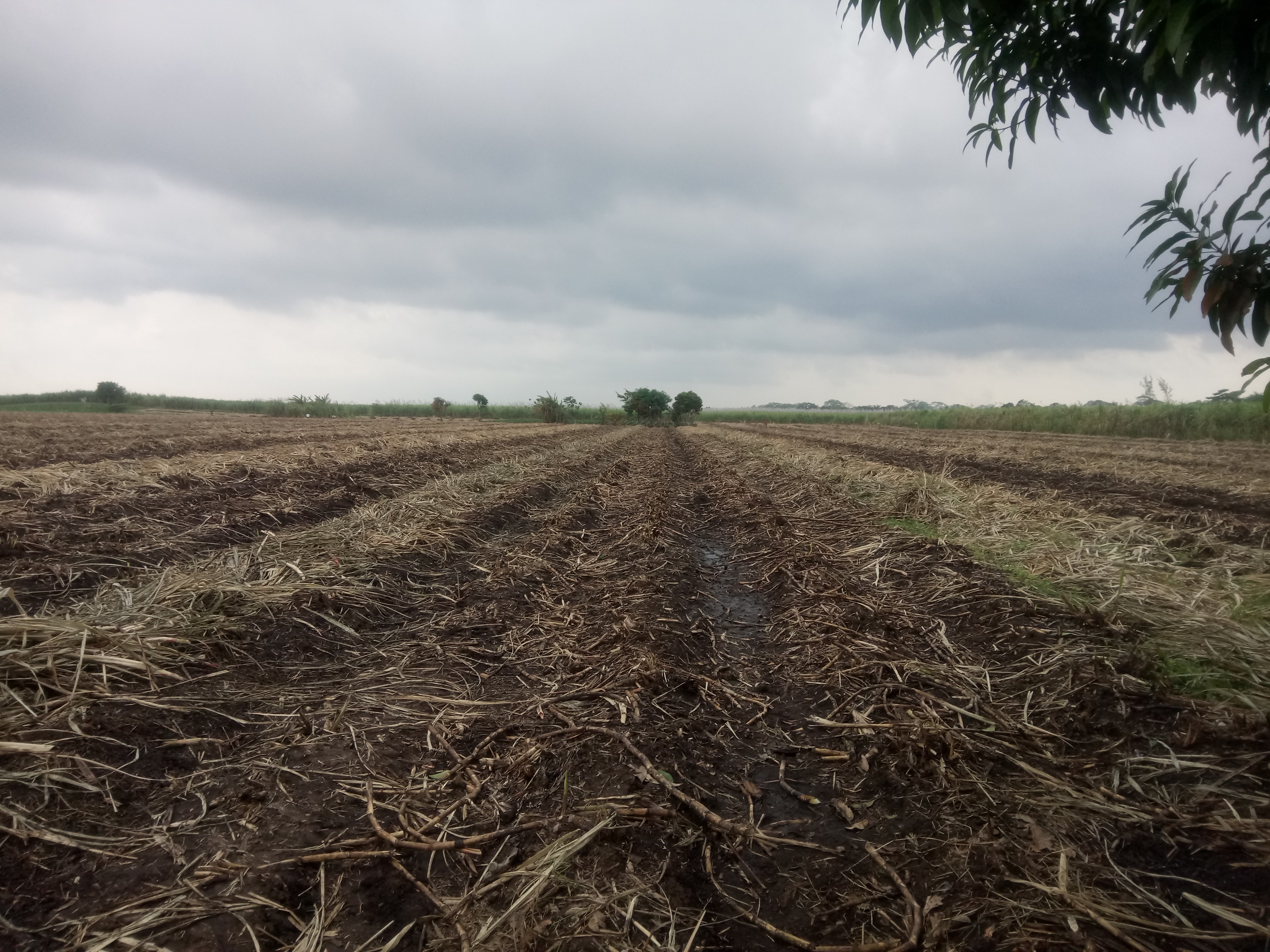 Palapa "El Apompal" image 2