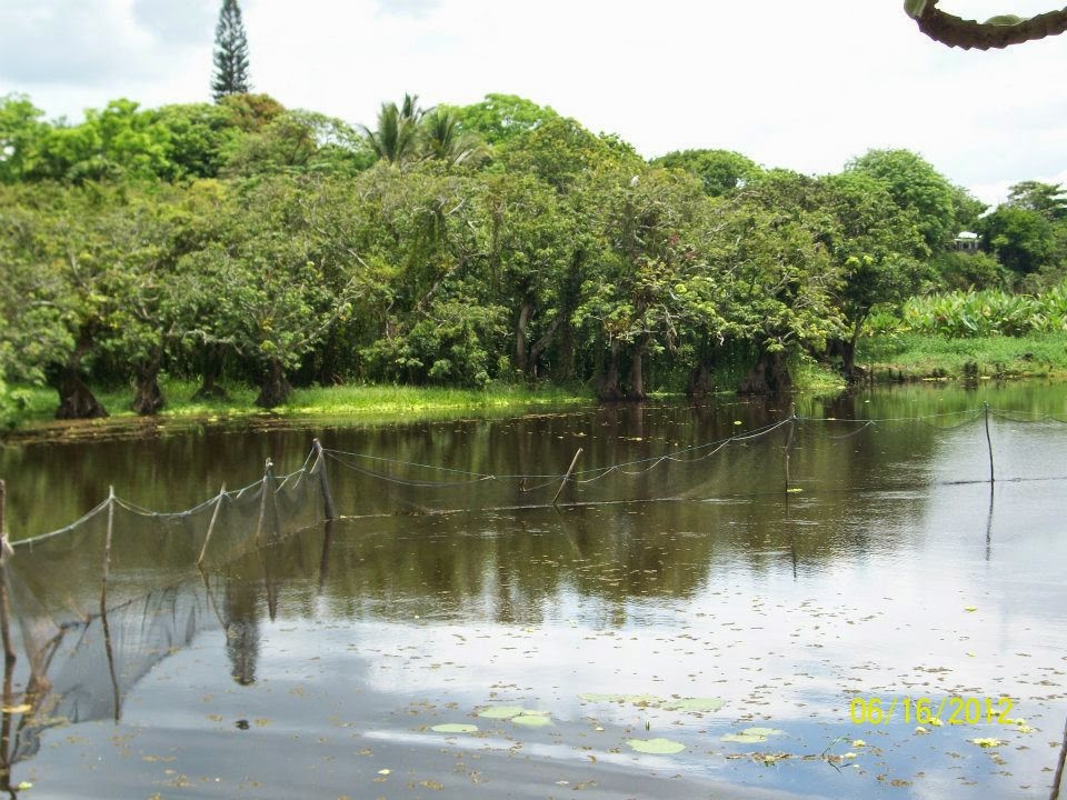 Palapa "El Apompal" image 8