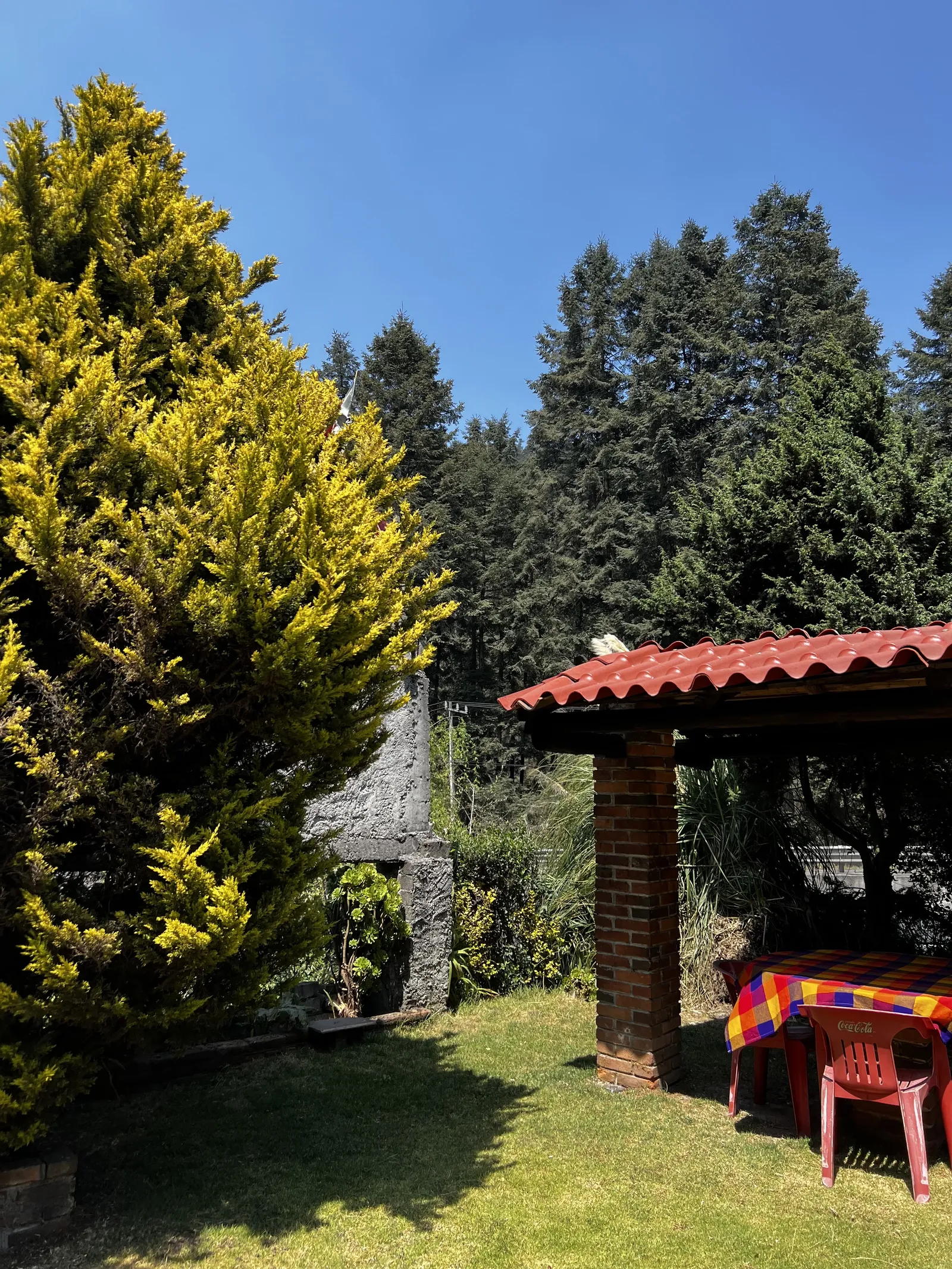 The cedars restaurant image 6