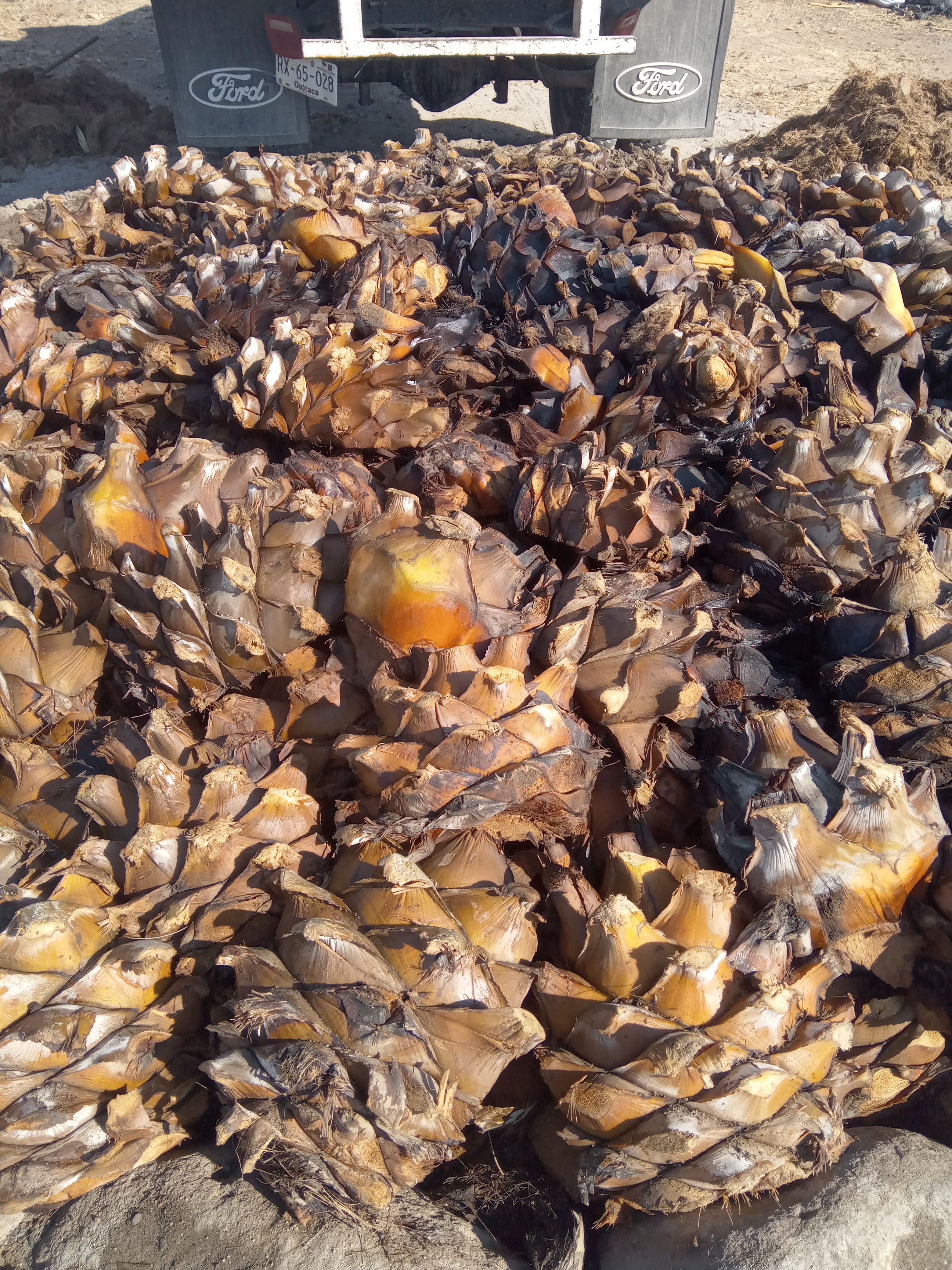 CASA PALMILLO image 4