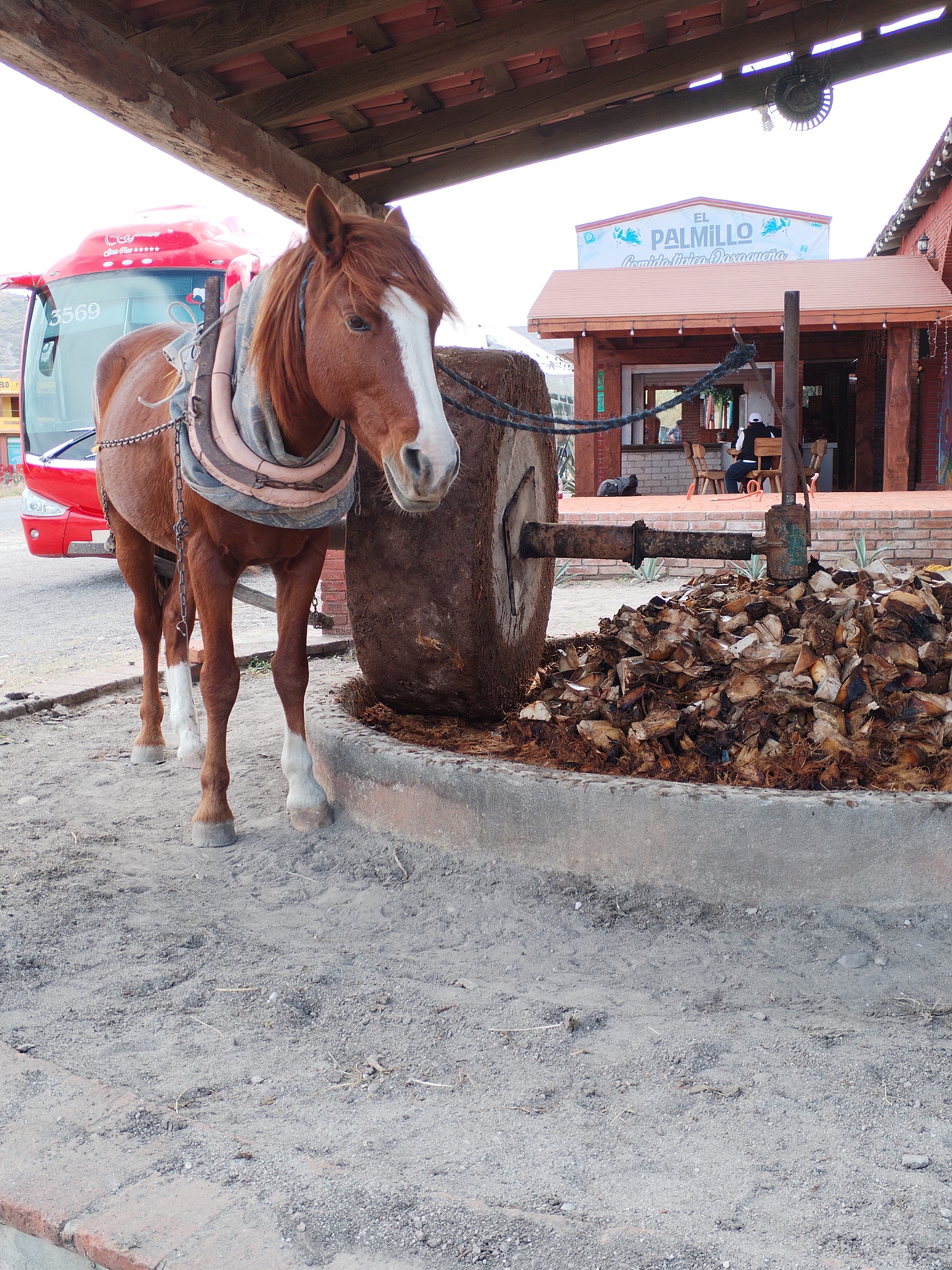 CASA PALMILLO image 5