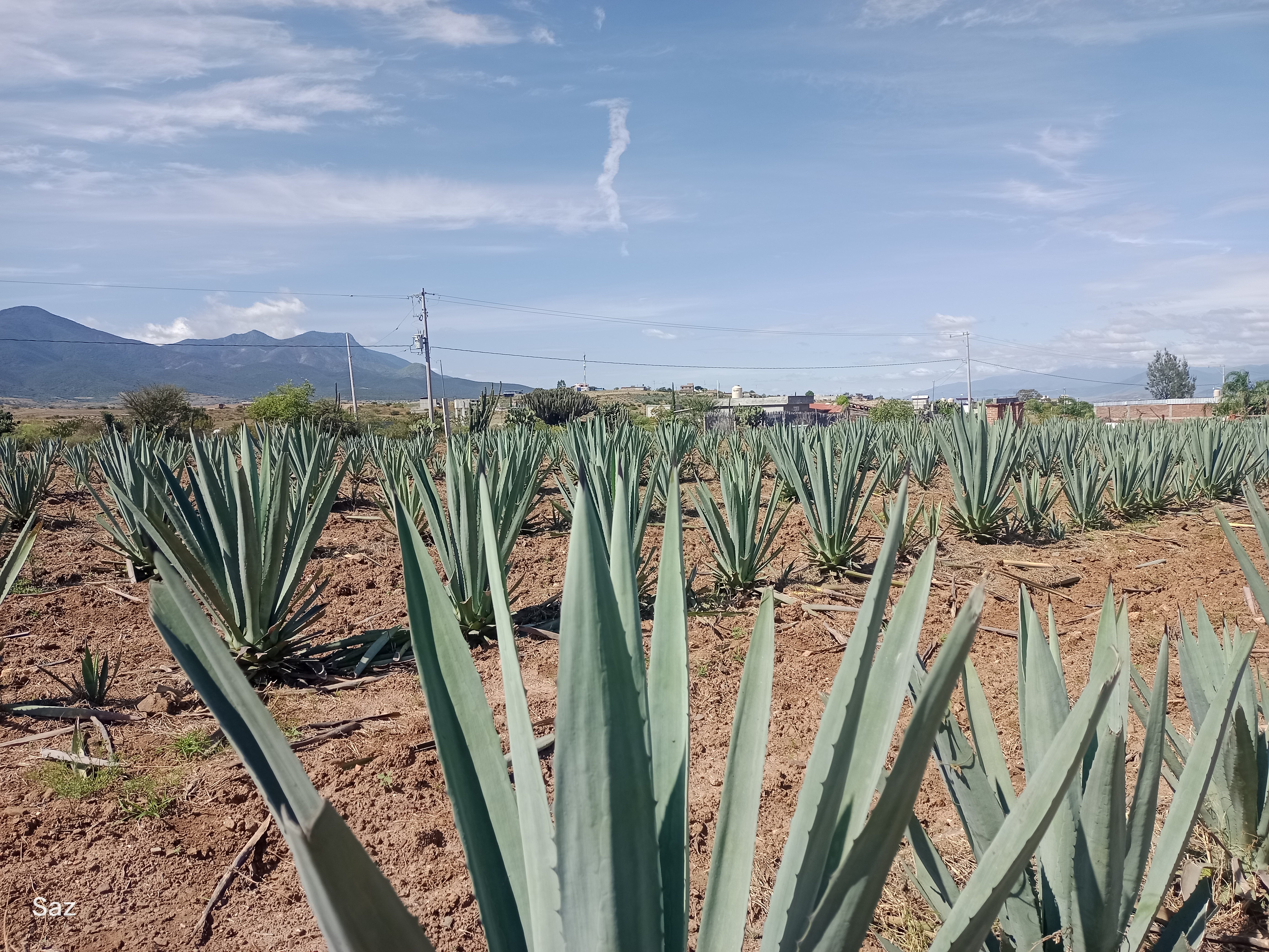 CASA PALMILLO image 9