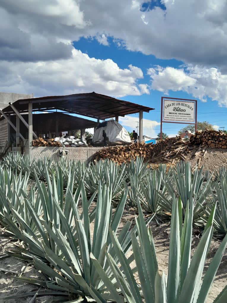 Bitao Mezcal Artesanal image 3