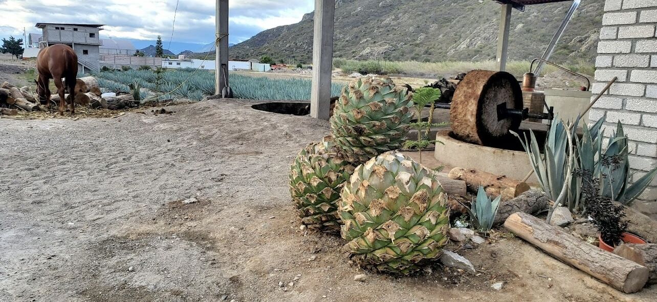 Bitao Mezcal Artesanal image 9